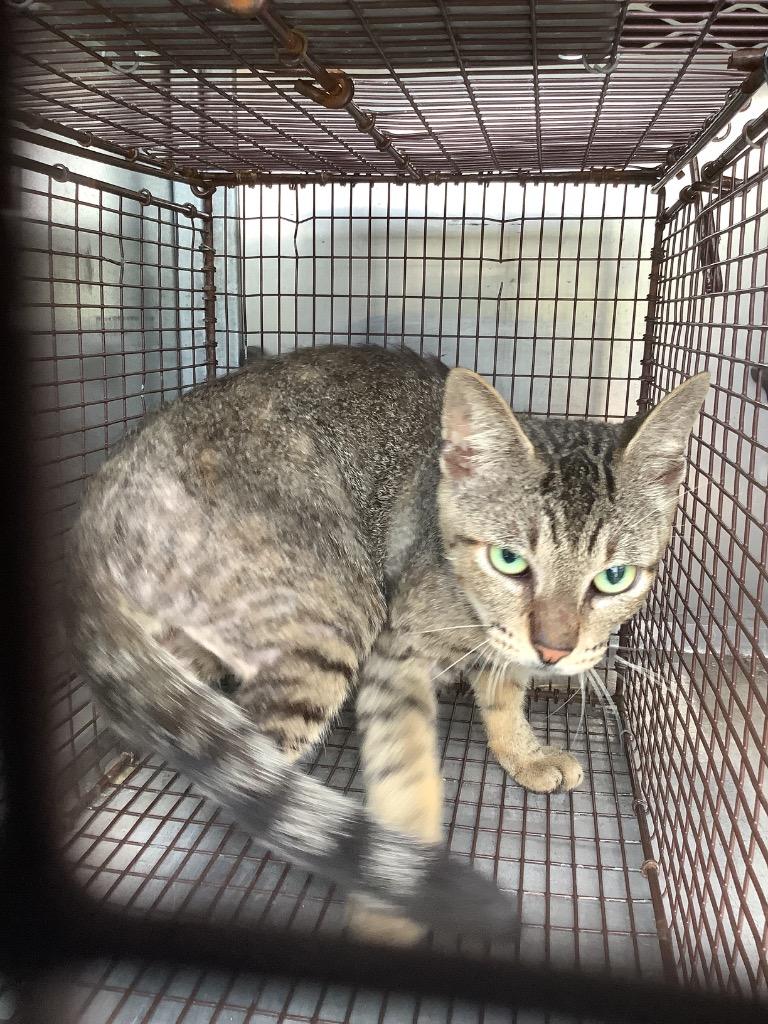 Enlarge Jeff, a Adoptable mixed breed in New Braunfels, TX image 1/1