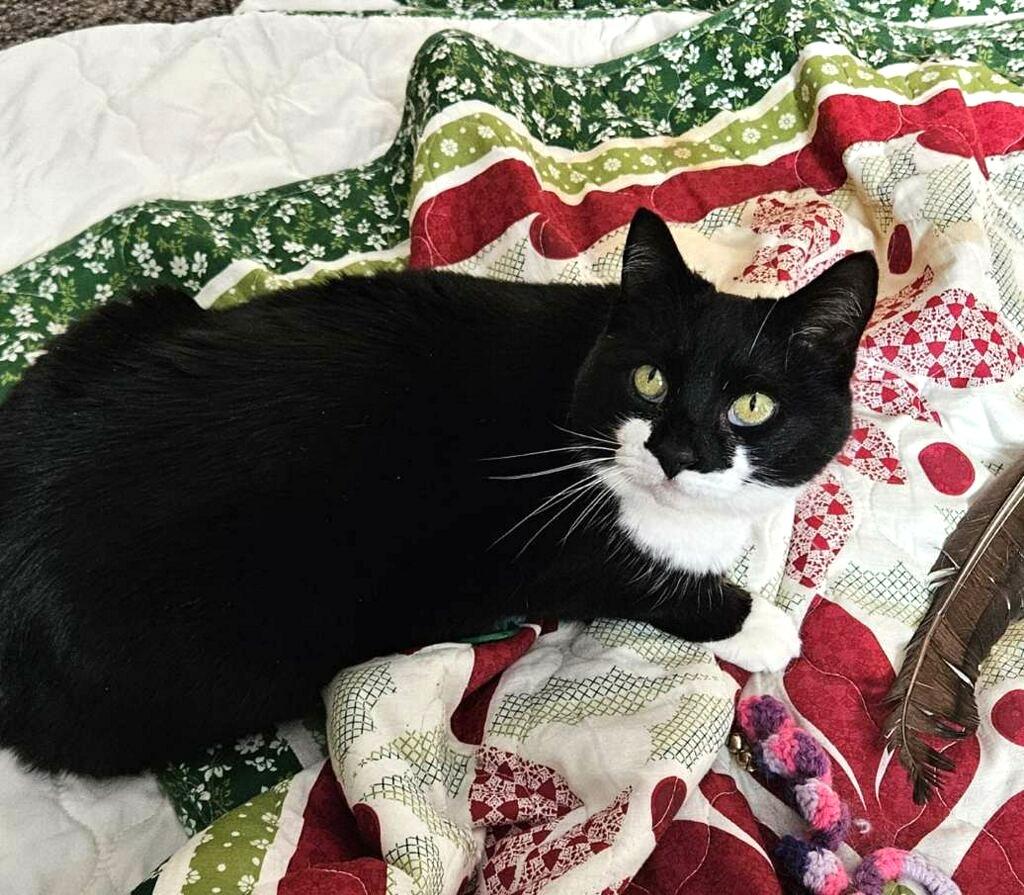 Lacey, ADOPTABLE, Adult Female Tuxedo.