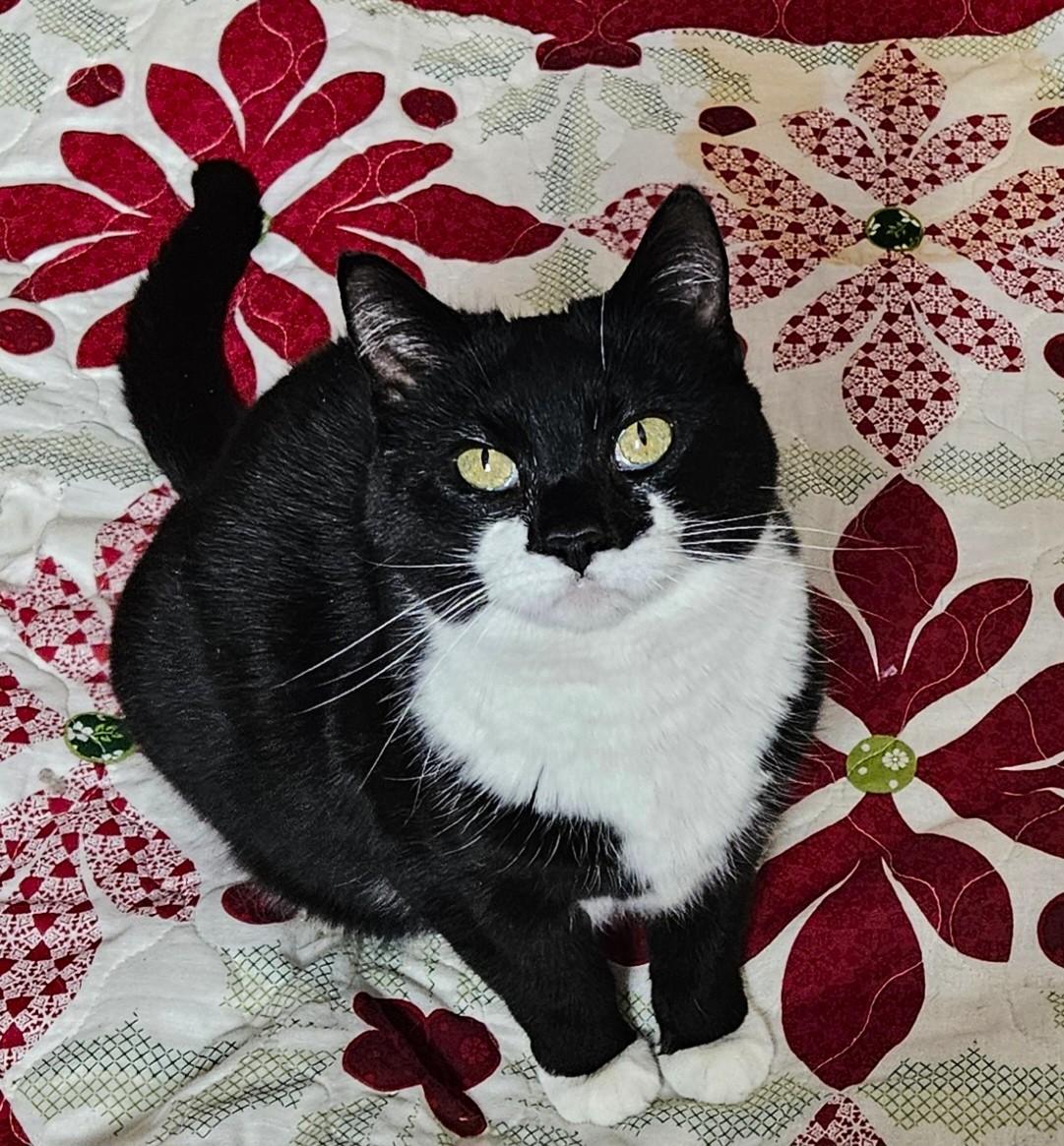 Enlarge Lacey, a ADOPTABLE Tuxedo in New Albany, OH image 4/6