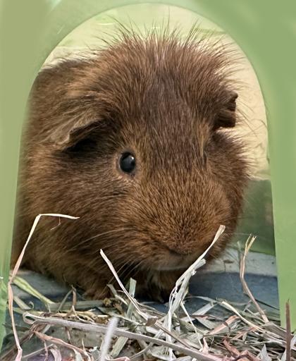Enlarge Mocha (bonded w/ Cairo), a Adoptable Guinea Pig in Voorhees, NJ image 1/3