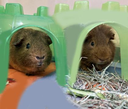 Enlarge Mocha (bonded w/ Cairo), a Adoptable Guinea Pig in Voorhees, NJ image 2/3