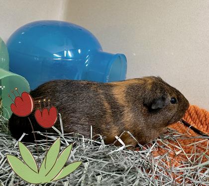 Enlarge Mocha (bonded w/ Cairo), a Adoptable Guinea Pig in Voorhees, NJ image 3/3