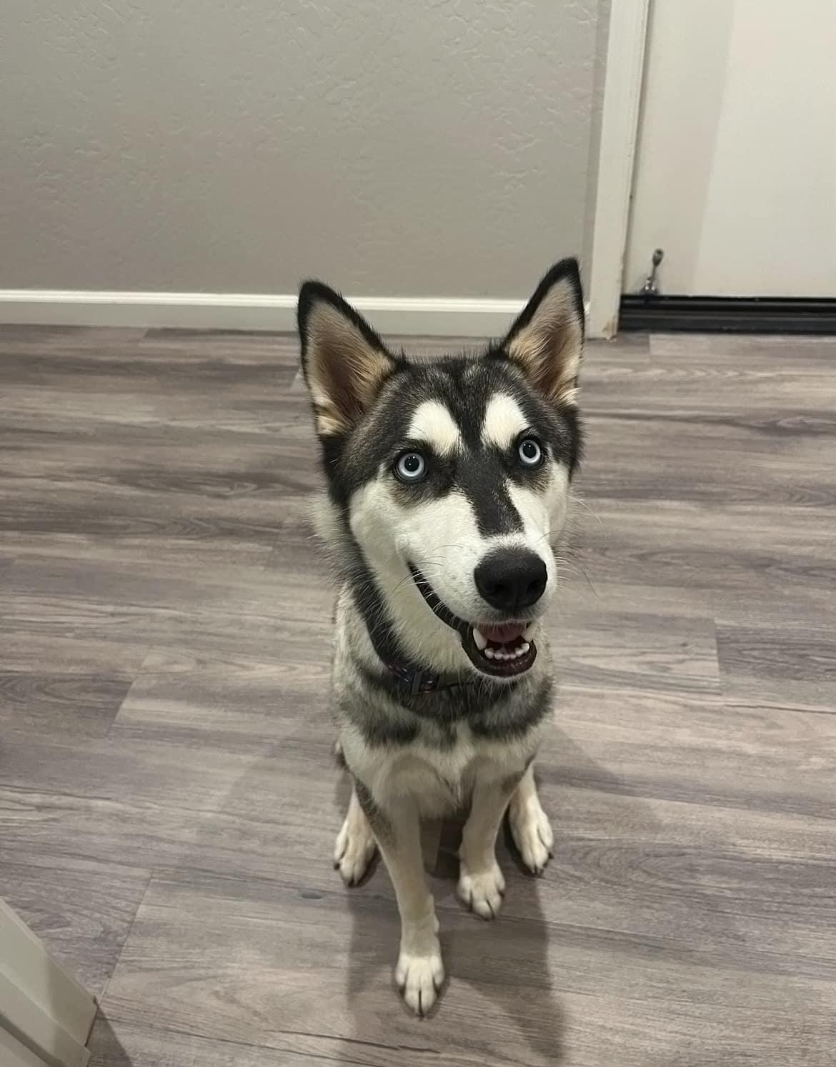 Mishka, Adopted, Adult Male Siberian Husky.