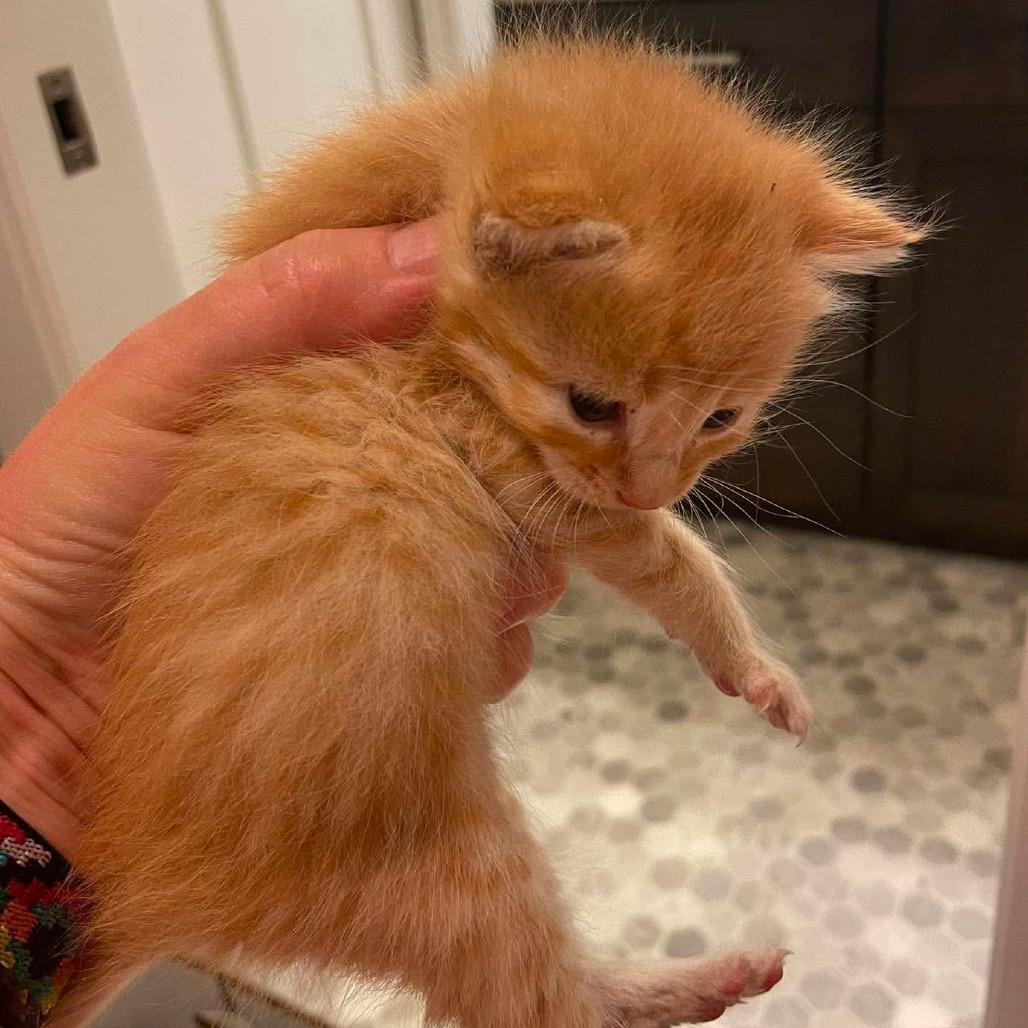 Rorry, Adoptable, Kitten Male Domestic Short Hair & Domestic Short Hair.