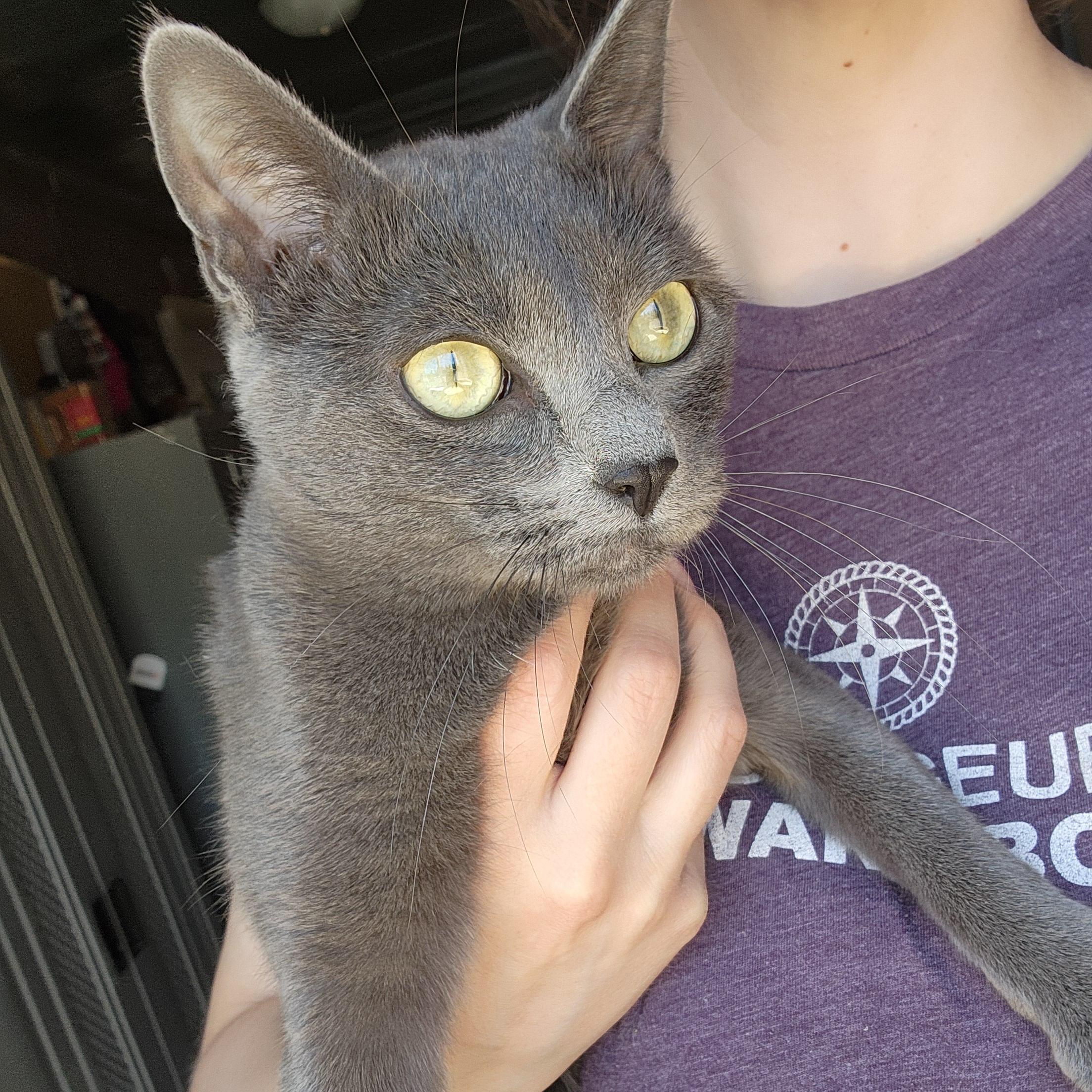 Enlarge Sweet Pea, a ADOPTABLE Domestic Short Hair in Ely, MN image 2/2