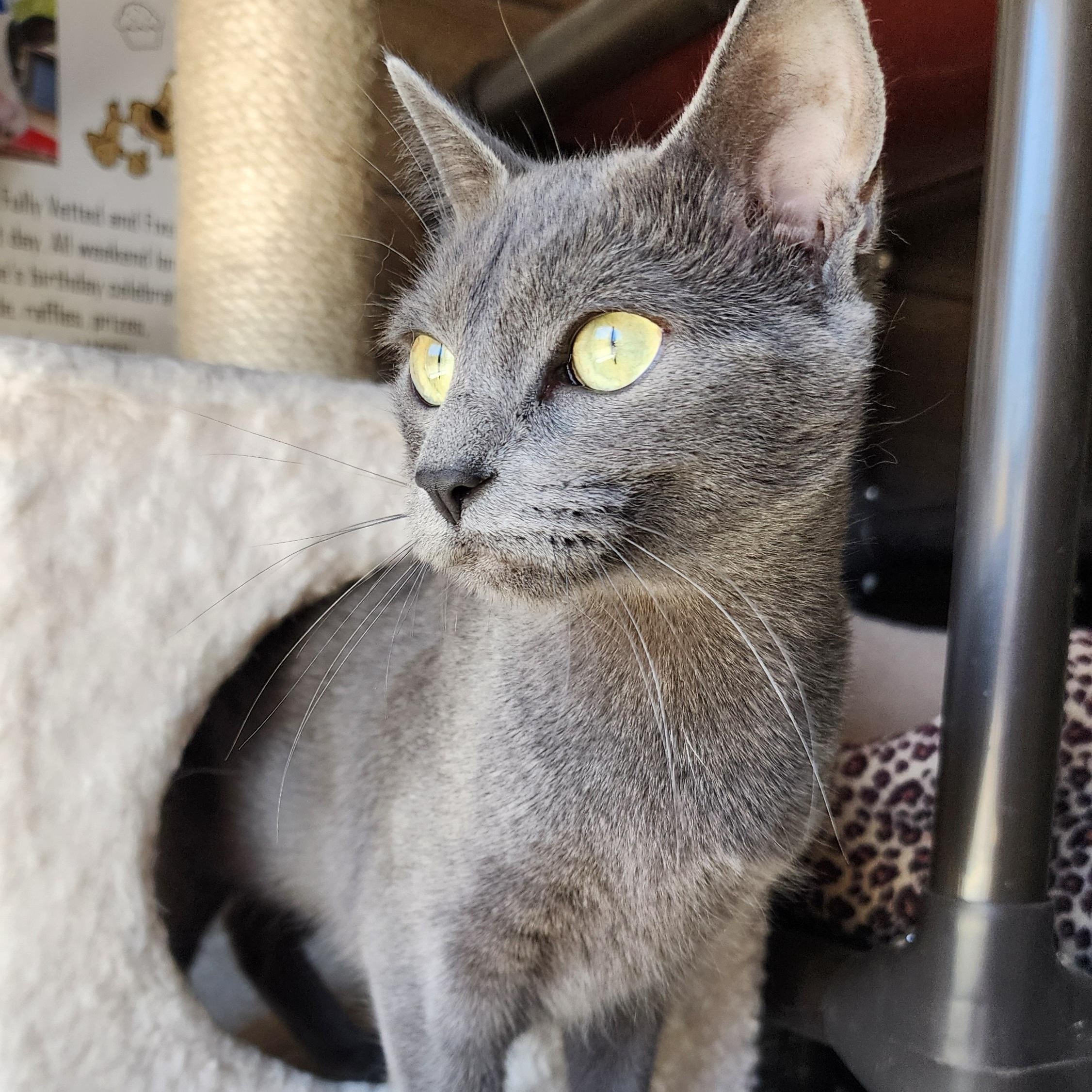 Sweet Pea, ADOPTABLE, Adult Female Domestic Short Hair.