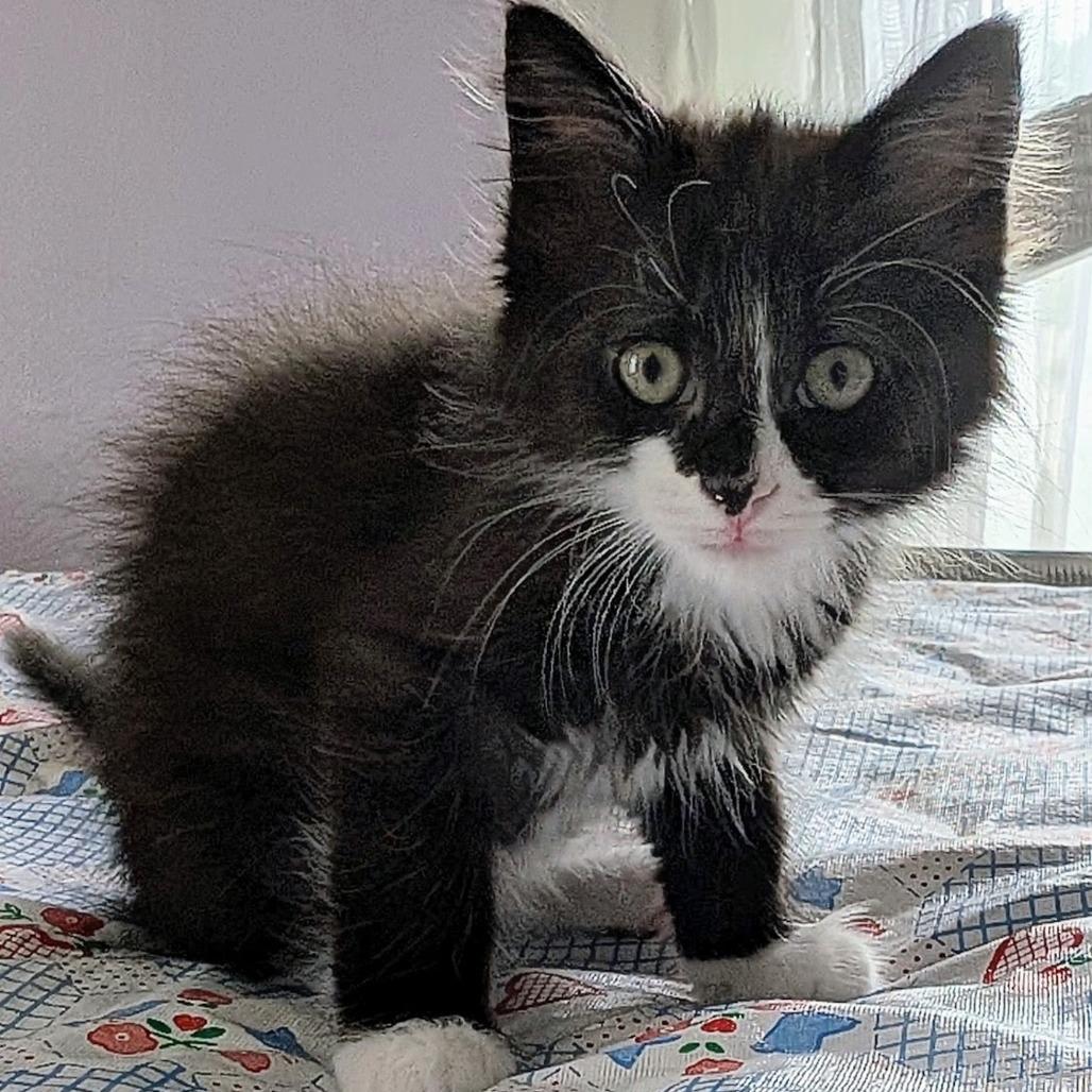Gazelle, Adoptable, Kitten Female Domestic Short Hair.