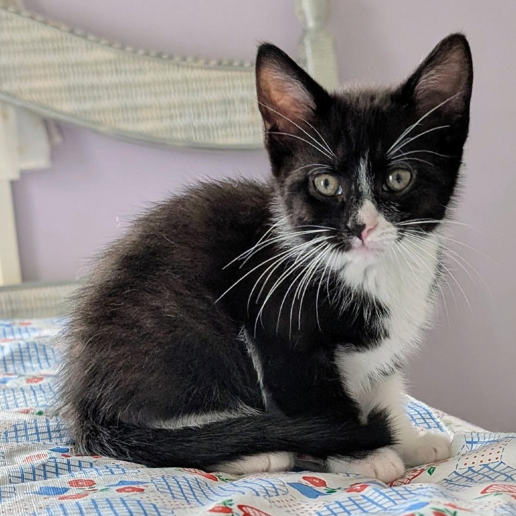 Gazelle, Adoptable, Kitten Female Domestic Short Hair.