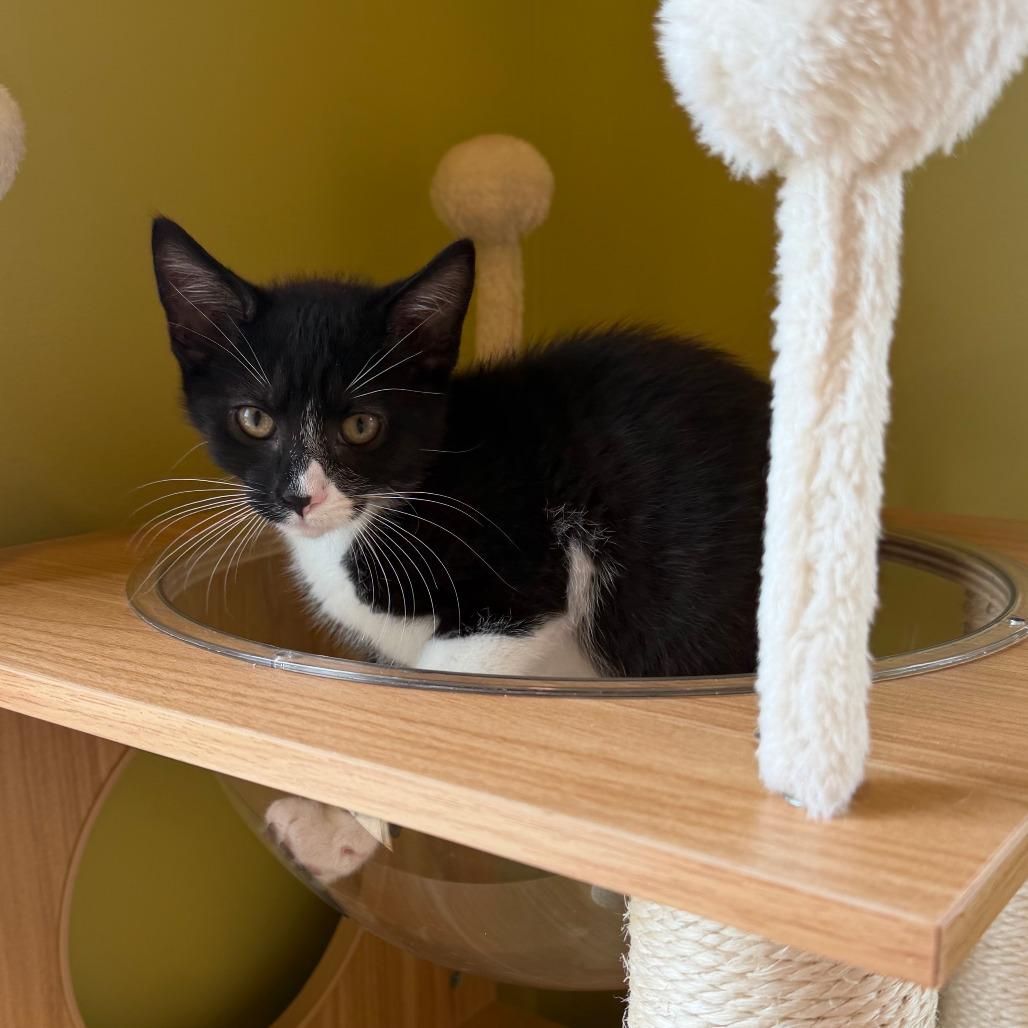 Enlarge Gazelle, a Adoptable Domestic Short Hair in Wadena, MN image 2/2