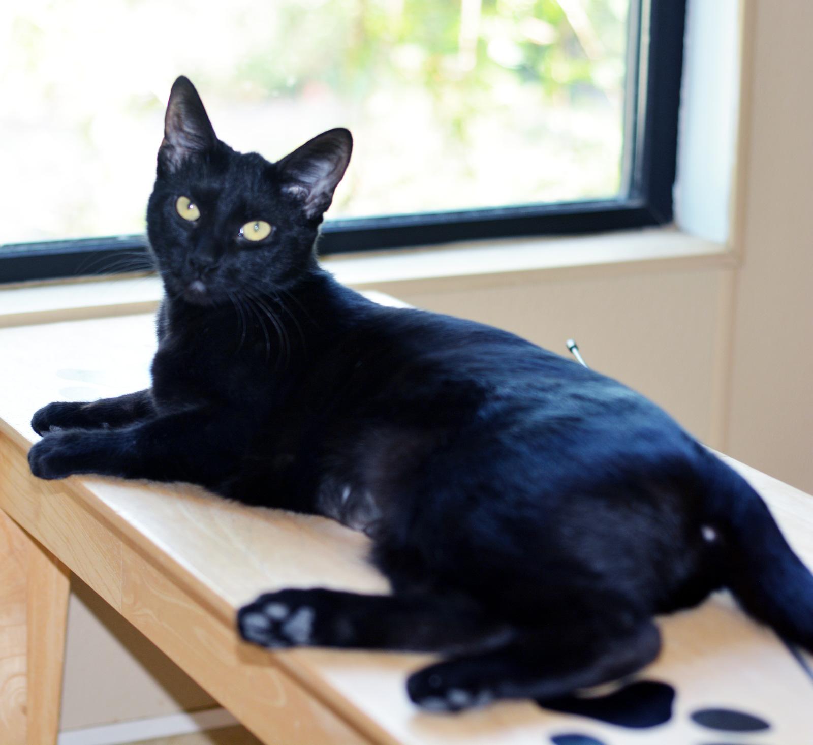 BUNNY, a Adoptable Domestic Short Hair in San Clemente, CA image 1/2