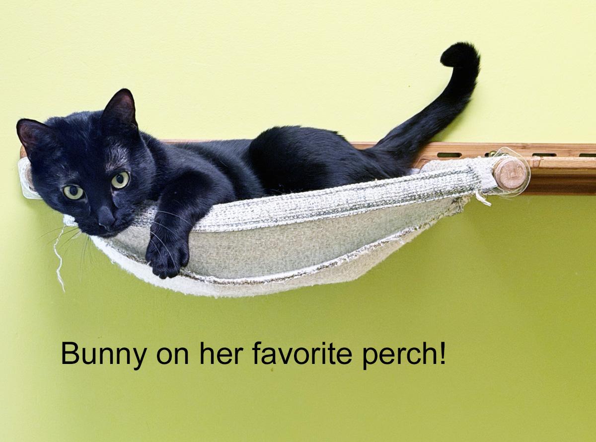 Enlarge BUNNY - ADOPT ME FOR $14 THIS MONTH!, a Adoptable Domestic Short Hair in San Clemente, CA image 3/3