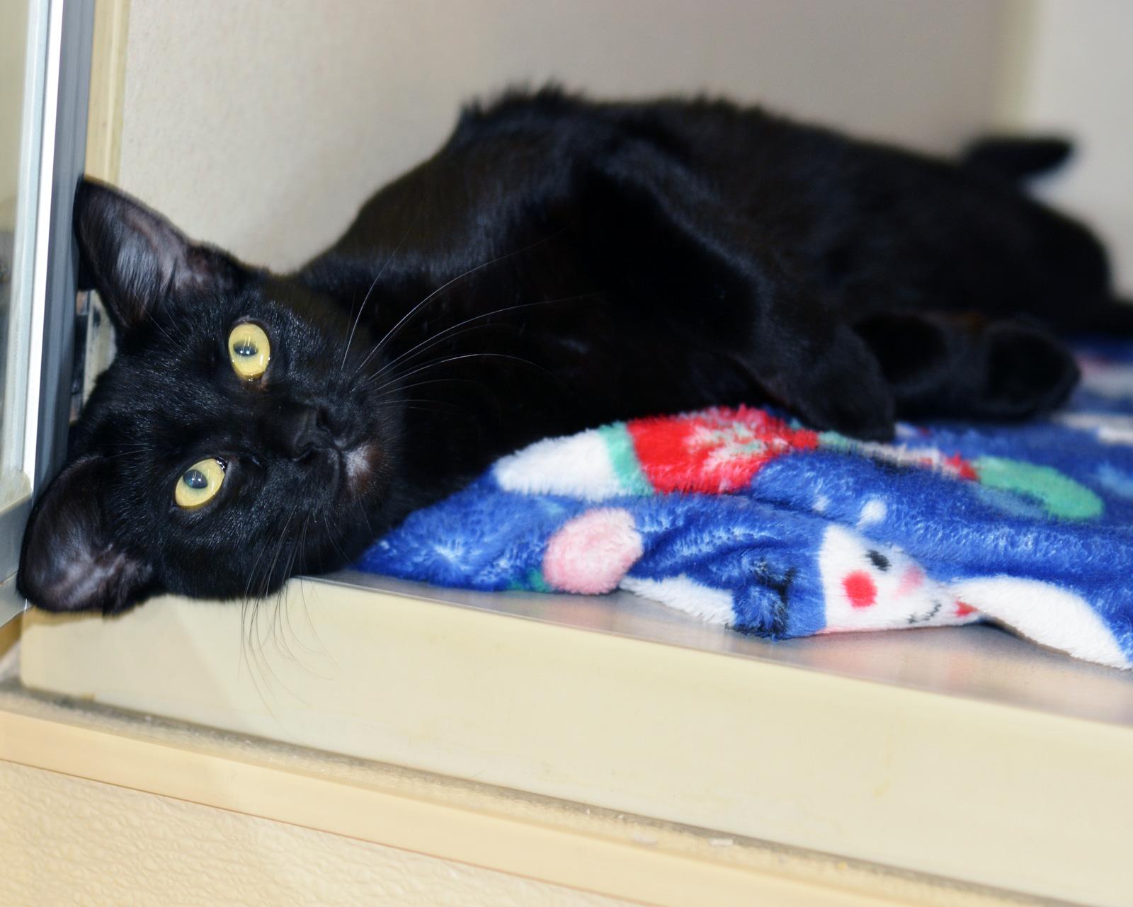 BUNNY, a Adoptable Domestic Short Hair in San Clemente, CA image 2/2