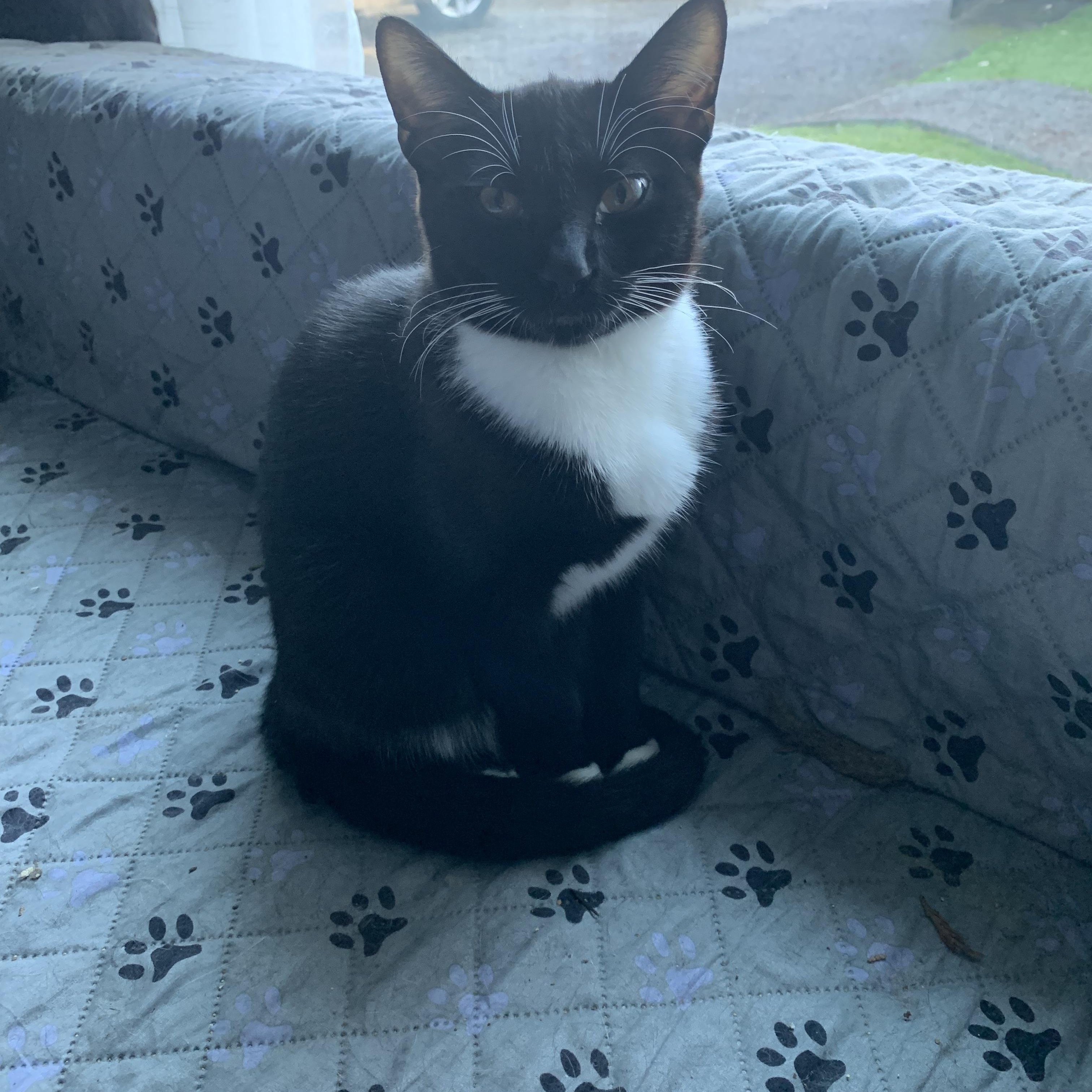 Ricky, ADOPTABLE, Kitten Male Tuxedo.