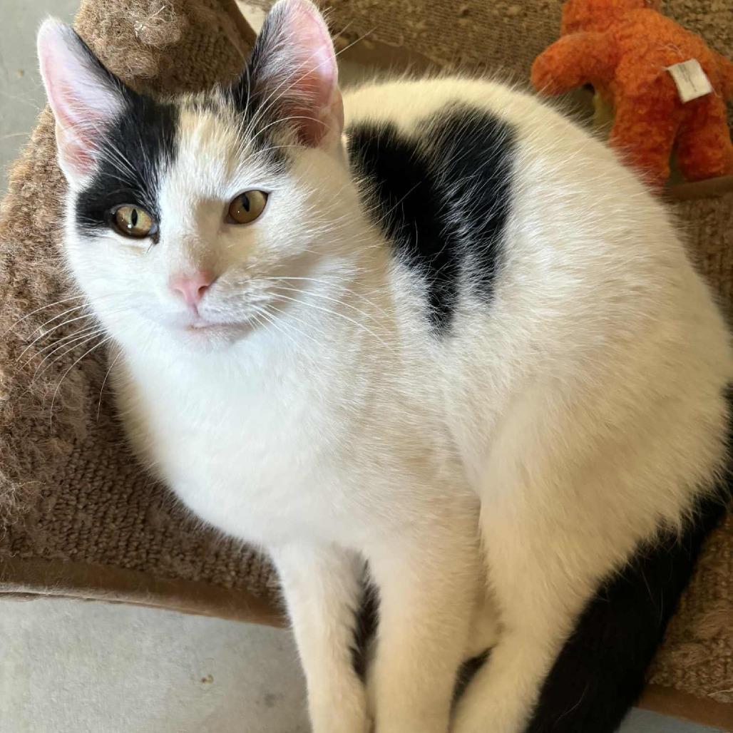 Patch, Adoptable, Kitten Male Domestic Short Hair.