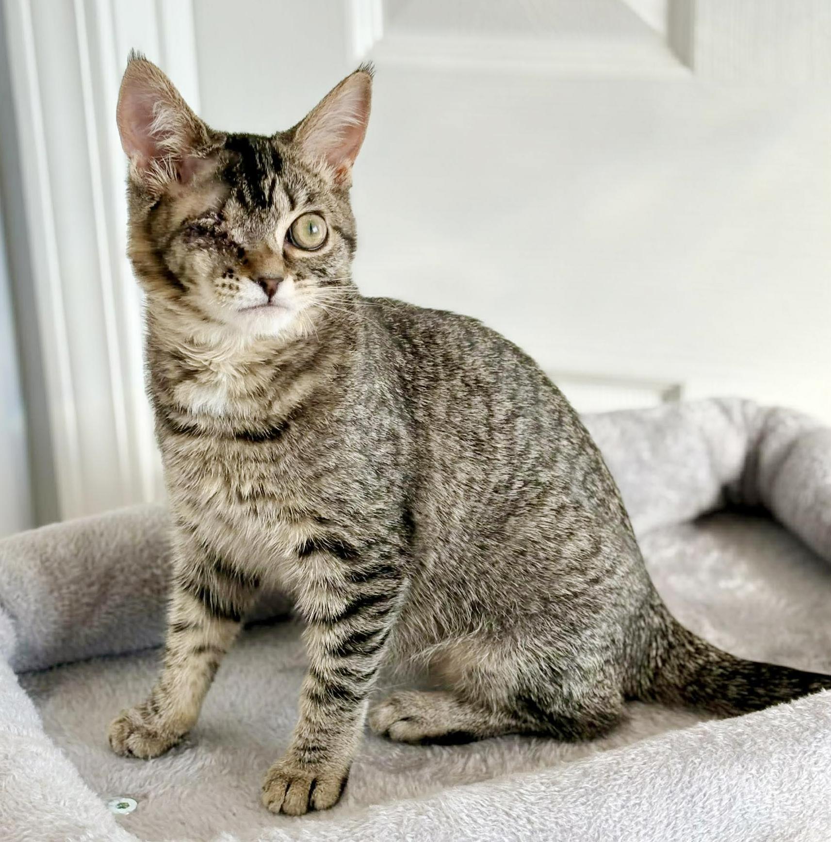 Enlarge Little Girl and Sylvia!  SWEETEST BONDED PAIR EVER!!, a Adoptable mixed breed in Bedford Hills, NY image 6/6