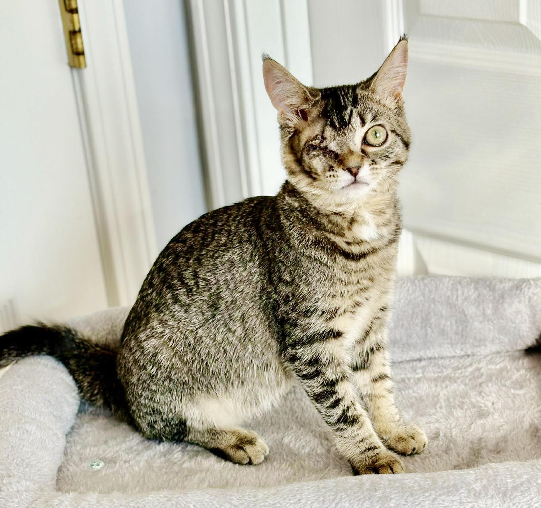 Little Girl and Sylvia!  SWEETEST BONDED PAIR EVER!!, Adoptable, Kitten Female Tabby & Bengal.