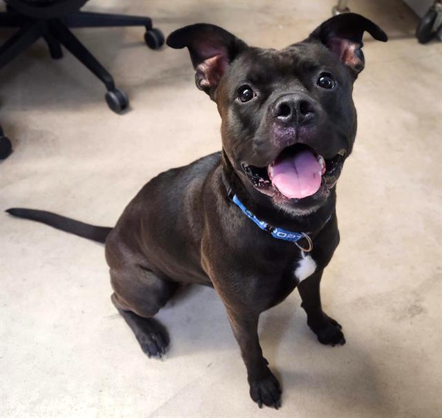 SHY, Adoptable, Adult Female Pit Bull Terrier.