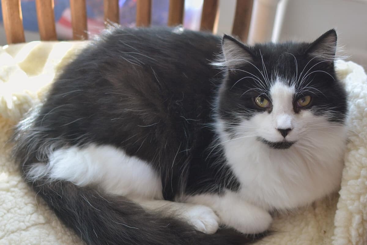 King, Adoptable, Adult Male Domestic Long Hair.