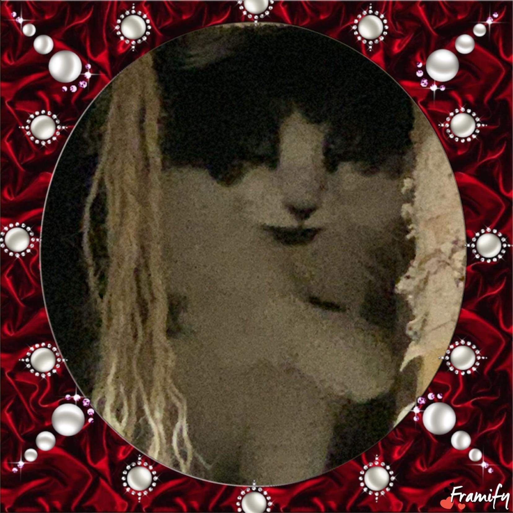 Enlarge King, a Adoptable Domestic Long Hair in Mount Pleasant, PA image 2/4