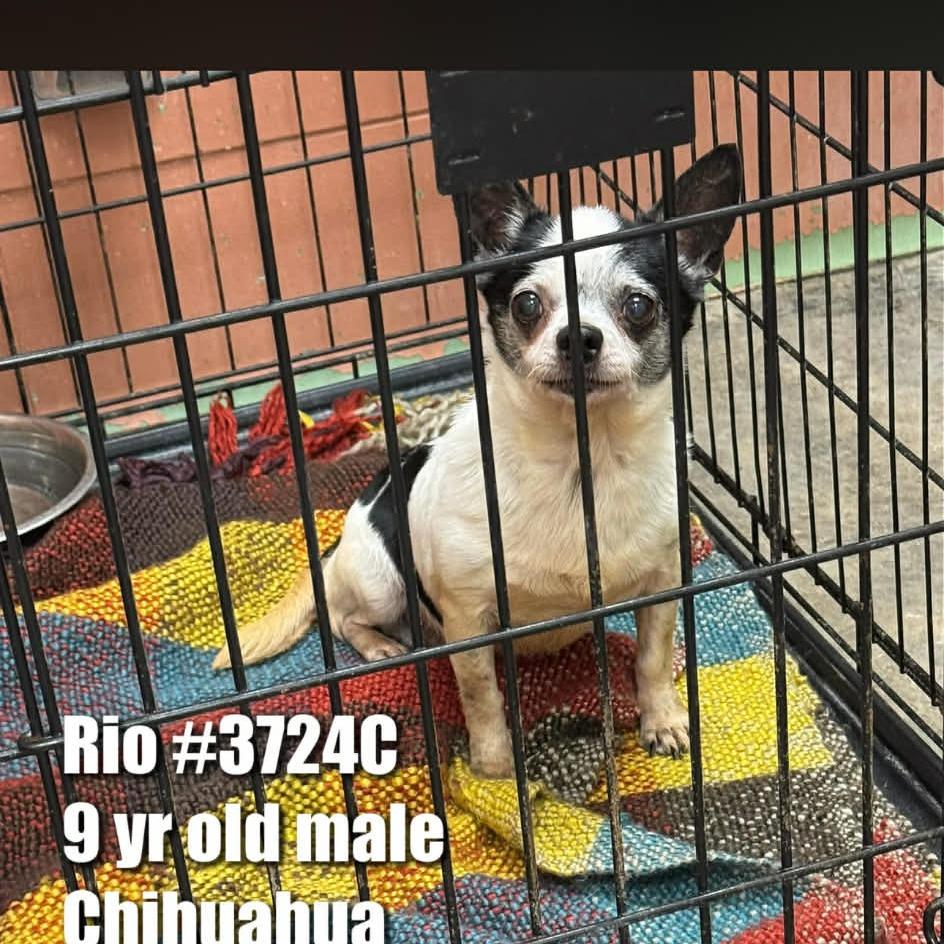 Rio, Adoptable, Senior Male Chihuahua.