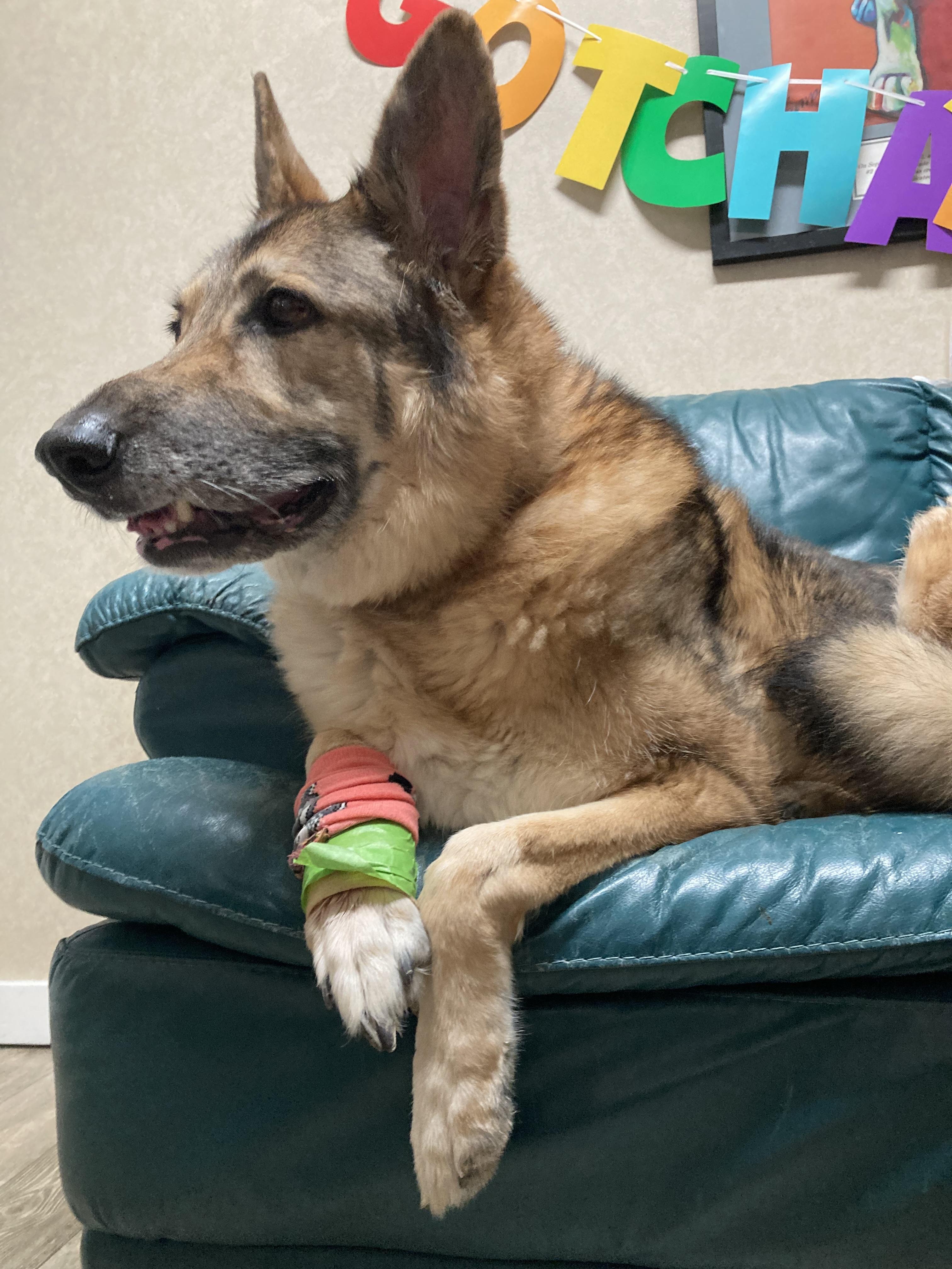 Stewart, a Adoptable mixed breed in Cincinnati, OH image 2/6