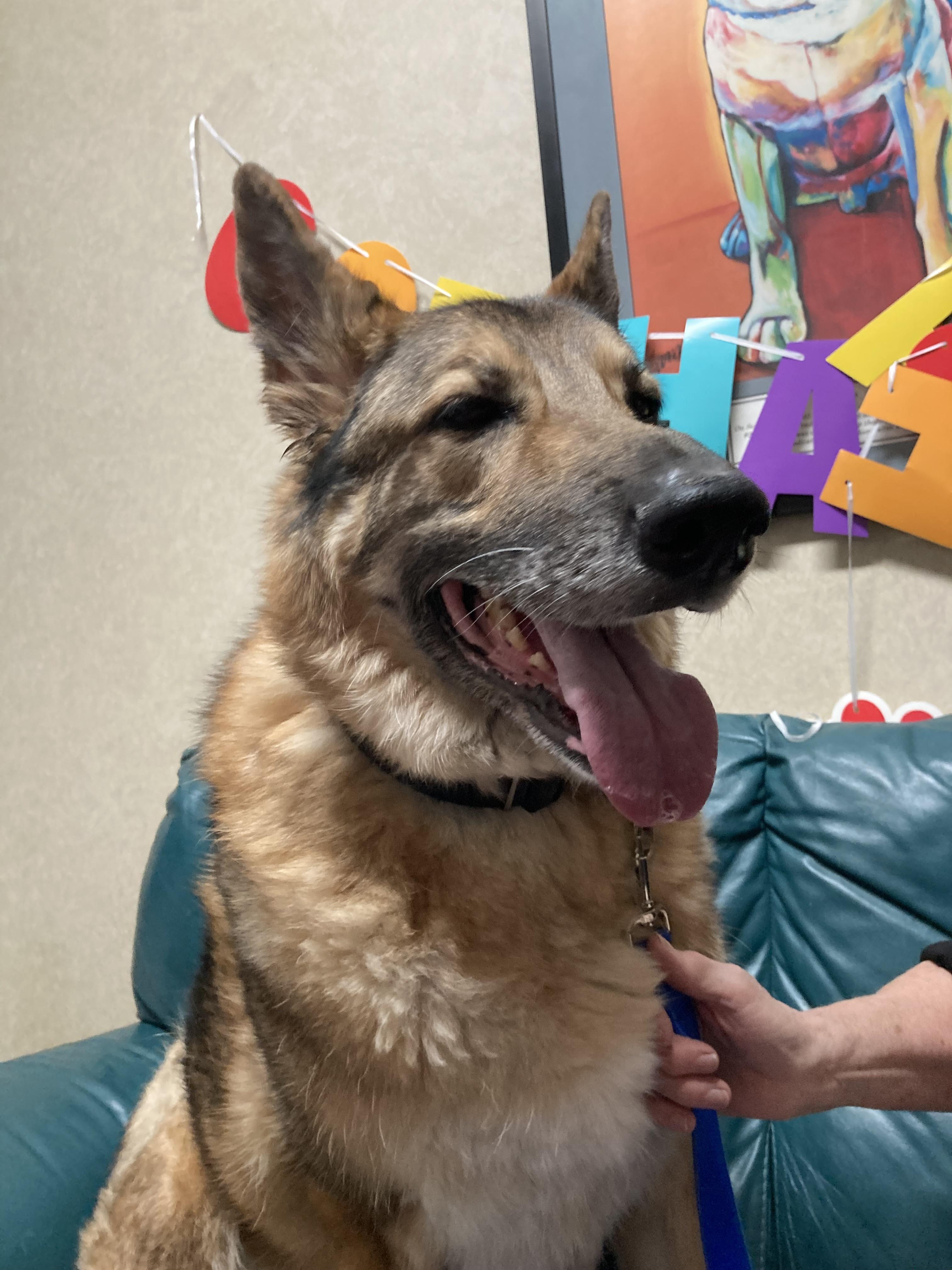 Stewart, a Adoptable mixed breed in Cincinnati, OH image 6/6