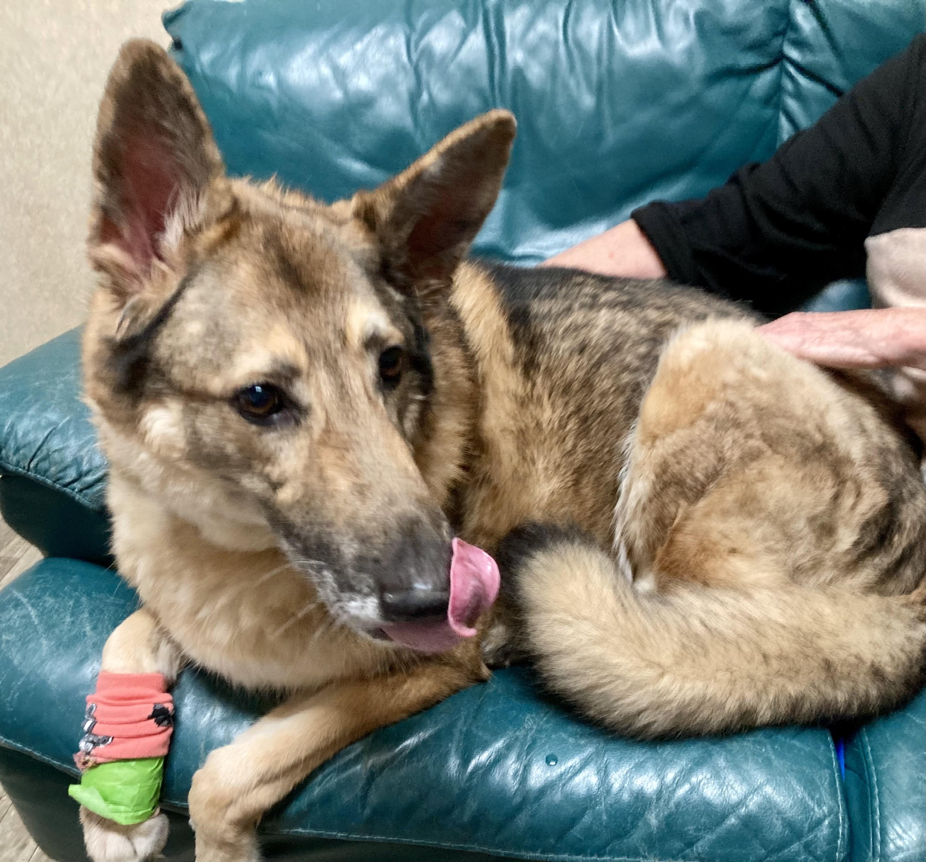 Stewart, a Adoptable mixed breed in Cincinnati, OH image 5/6