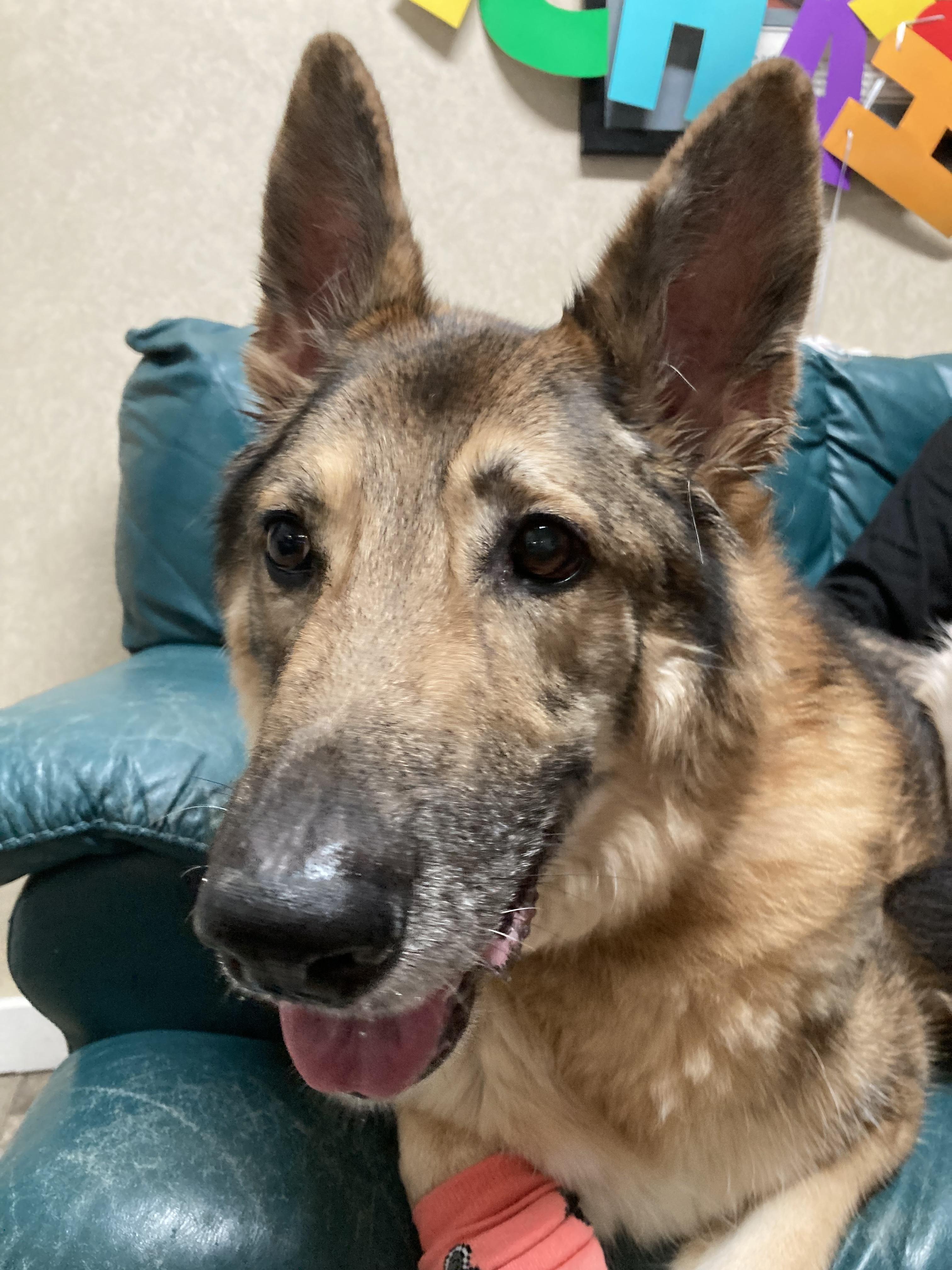 Stewart, Adoptable, Adult Male German Shepherd Dog.