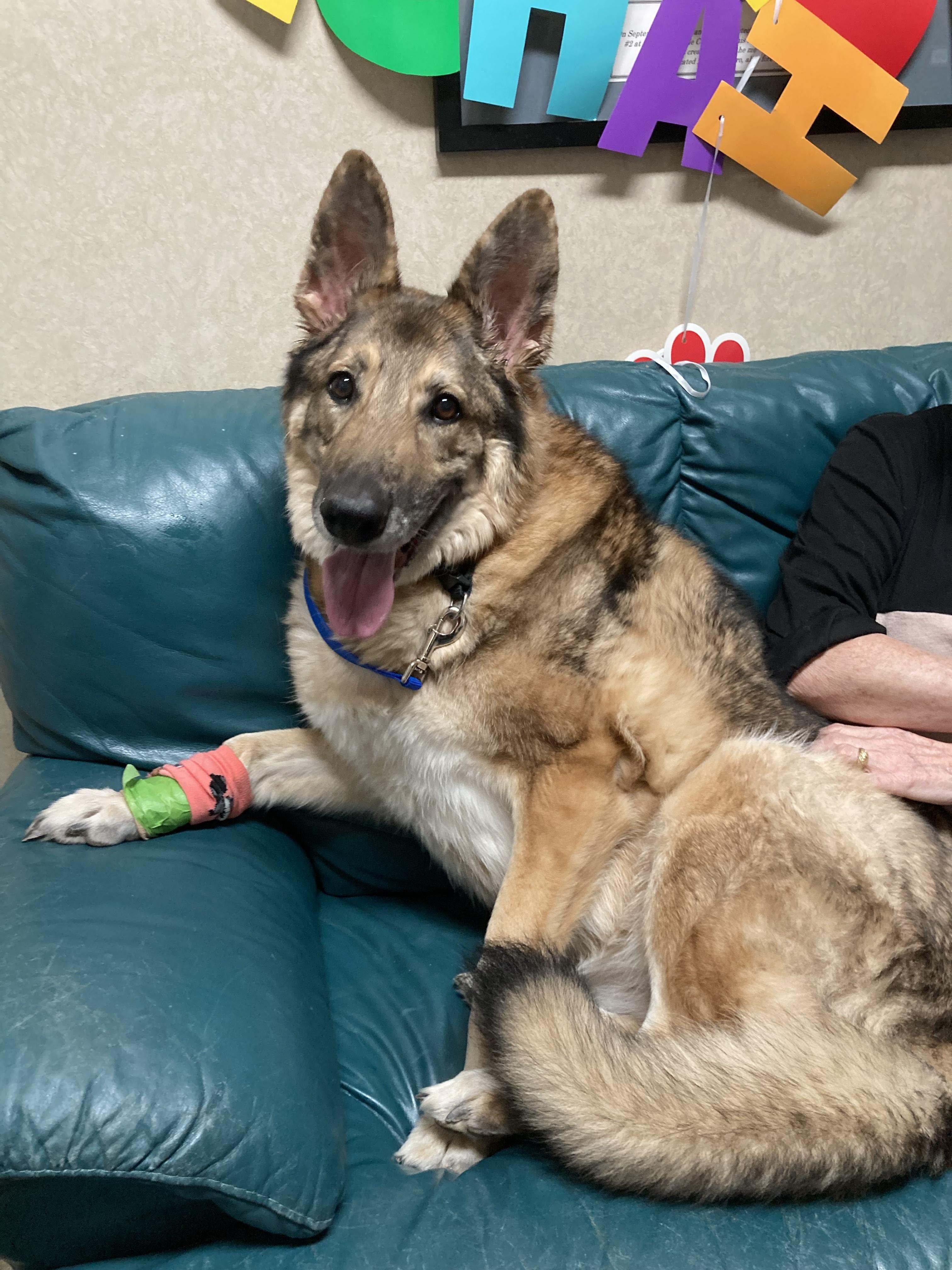 Stewart, a Adoptable mixed breed in Cincinnati, OH image 4/6