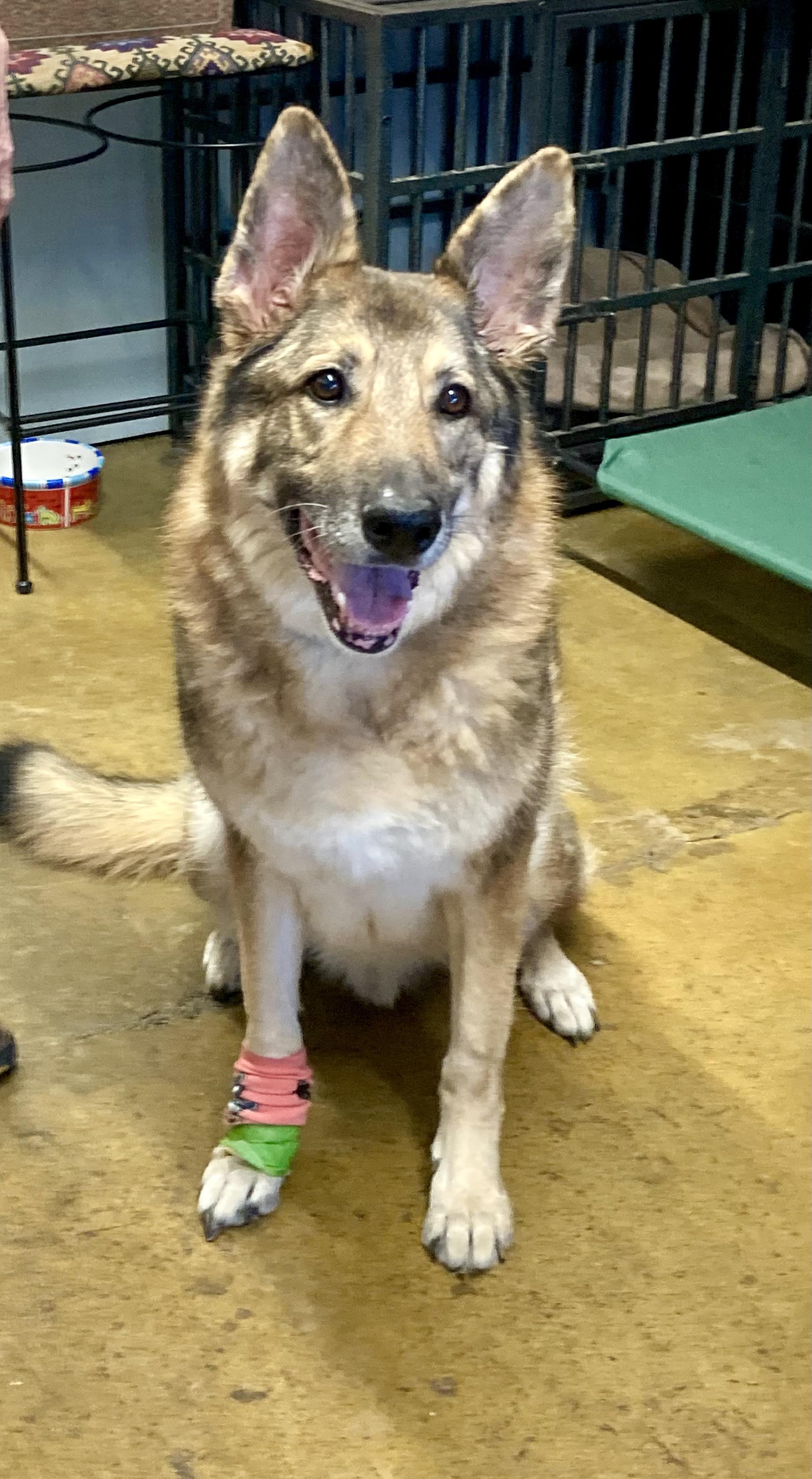 Stewart, a Adoptable mixed breed in Cincinnati, OH image 3/6
