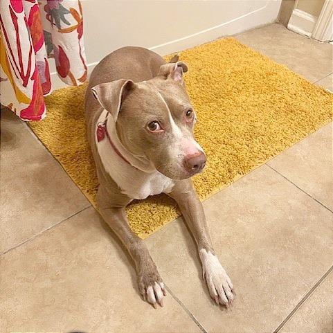 Darcy, Adoptable, Adult Female Mixed Breed.