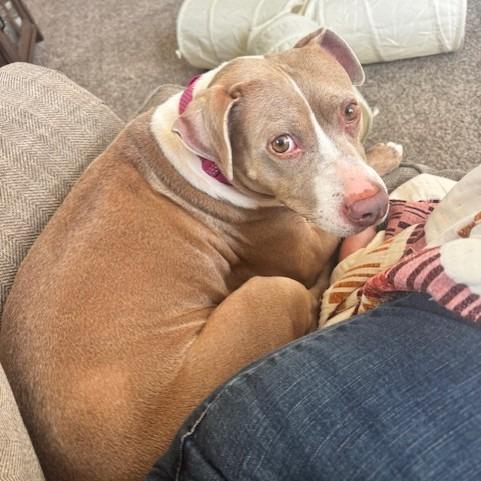 Enlarge Darcy, a Adoptable Mixed Breed in Memphis, TN image 3/6