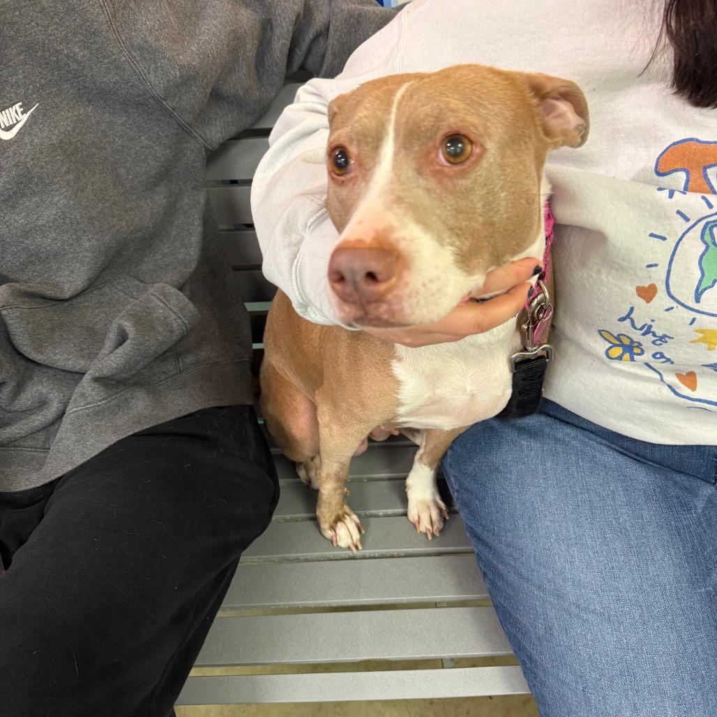 Enlarge Darcy, a Adoptable Mixed Breed in Memphis, TN image 4/6