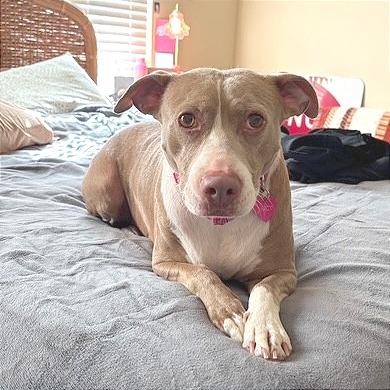 Enlarge Darcy, a Adoptable Mixed Breed in Memphis, TN image 5/6