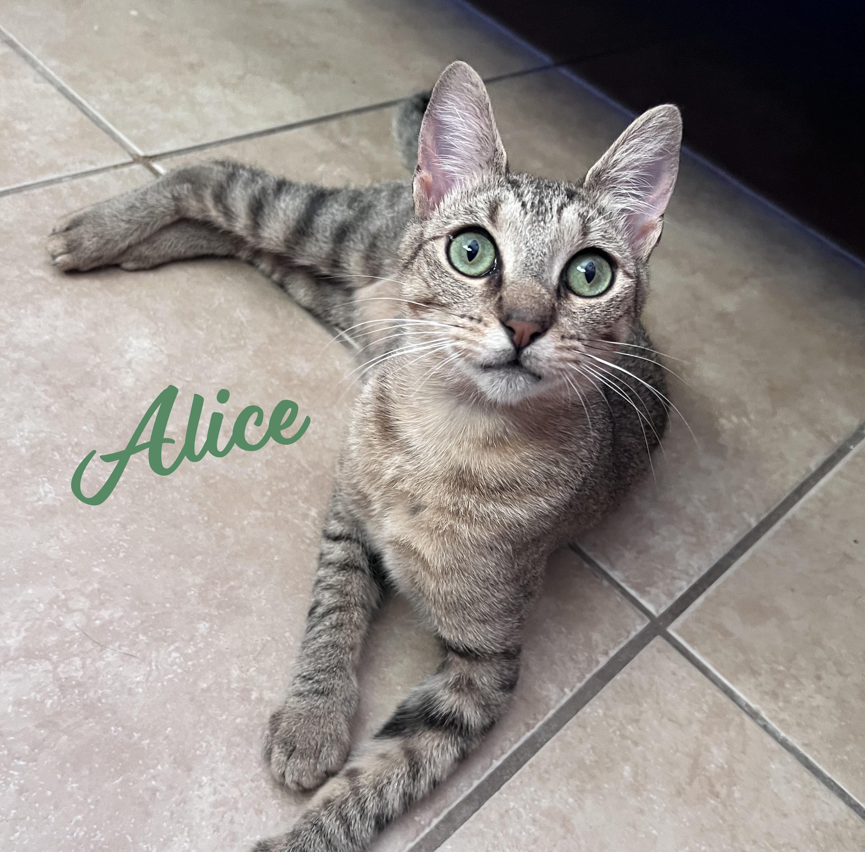 LOVES TO PLAY DRESS-UP DOB 11124 Hey there everyone Im Alice a sweet cuddly petite brown tabb