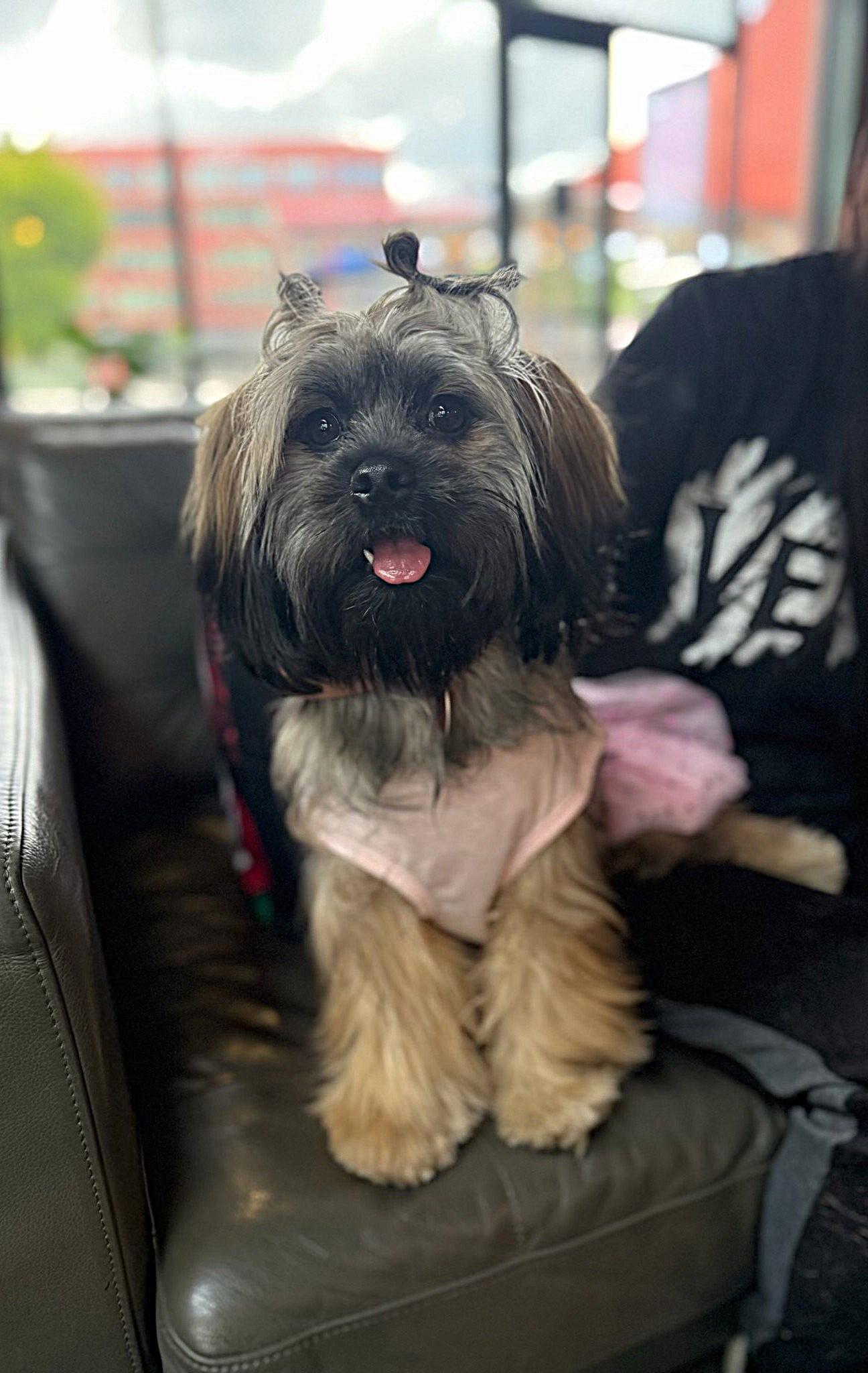 Edna Jean, Adoptable, Young Female Shih Tzu.
