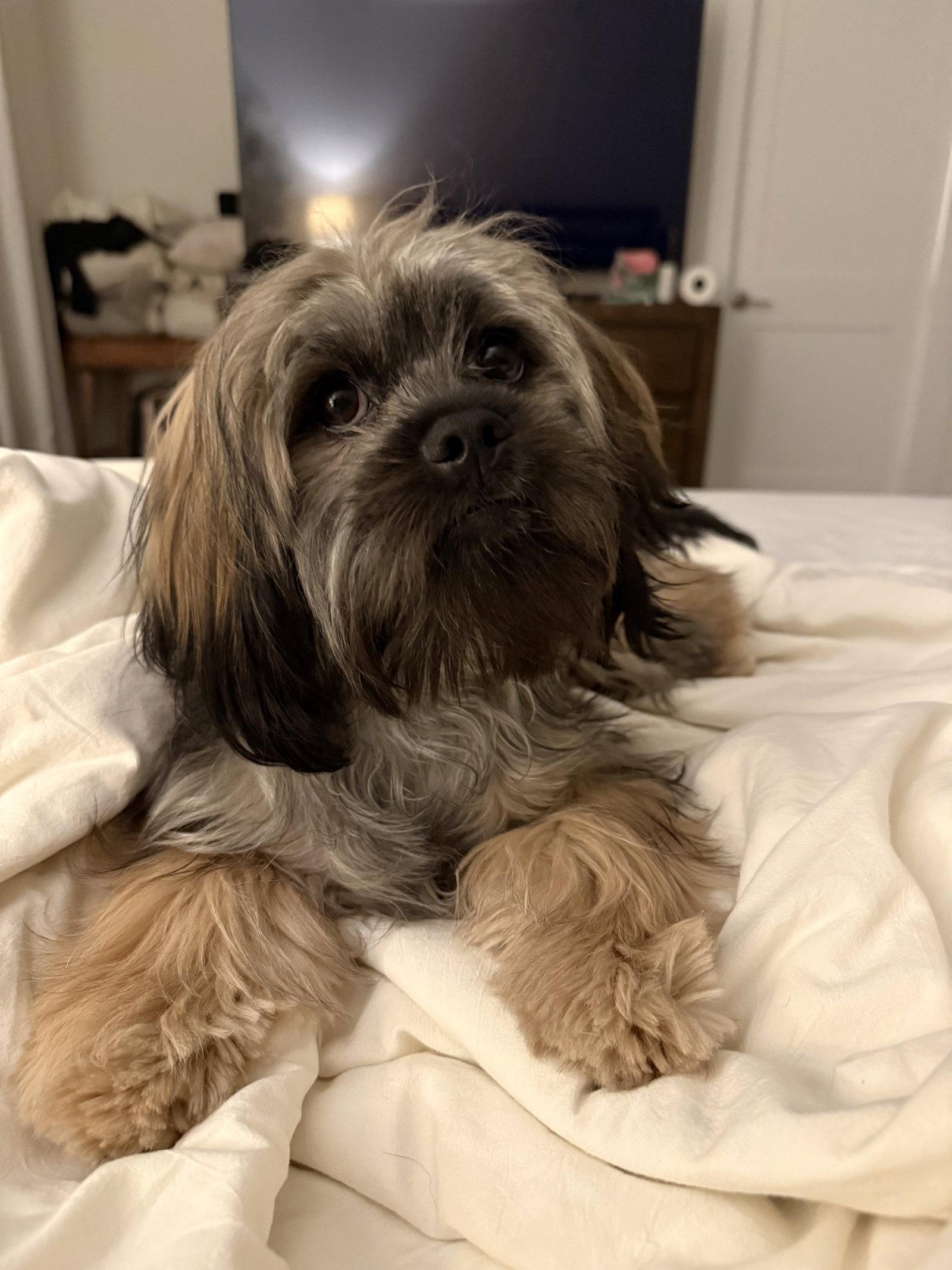 Enlarge Edna Jean, a Adoptable Shih Tzu in Arlington, VA image 2/3