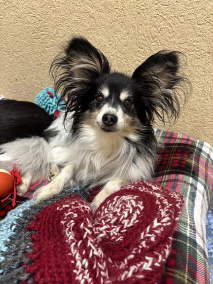 Sammy, Adoptable, Senior Male Mixed Breed & Mixed Breed.