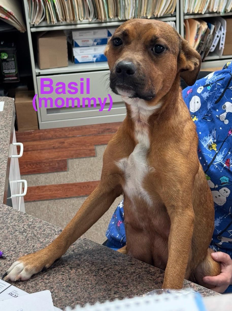 Enlarge Basil, an adopted mixed breed in Avondale, PA image 3/3