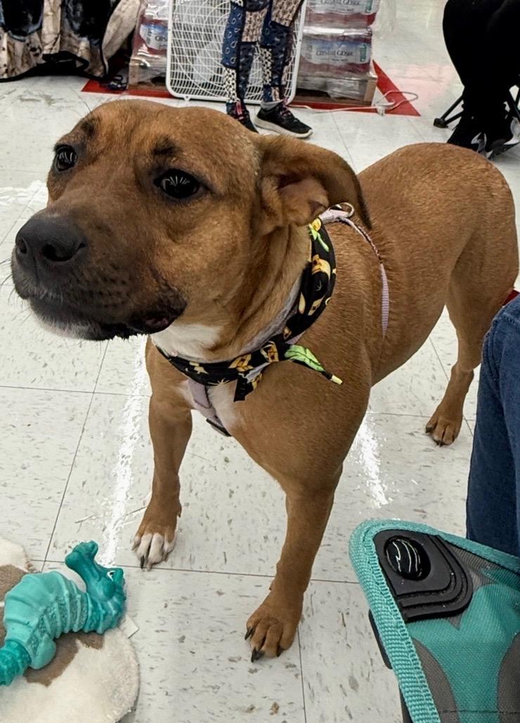 Enlarge Basil, an adopted mixed breed in Avondale, PA image 1/3