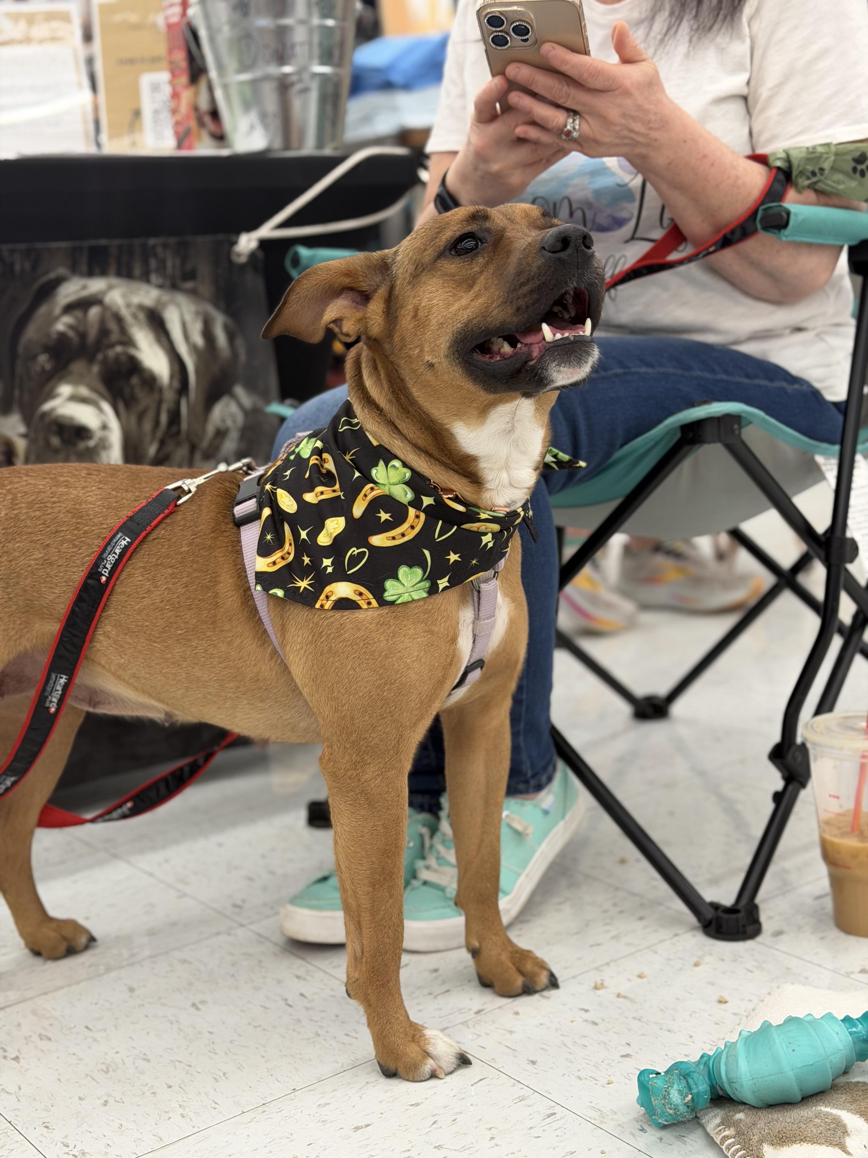 Enlarge Basil, an adopted mixed breed in Avondale, PA image 2/3