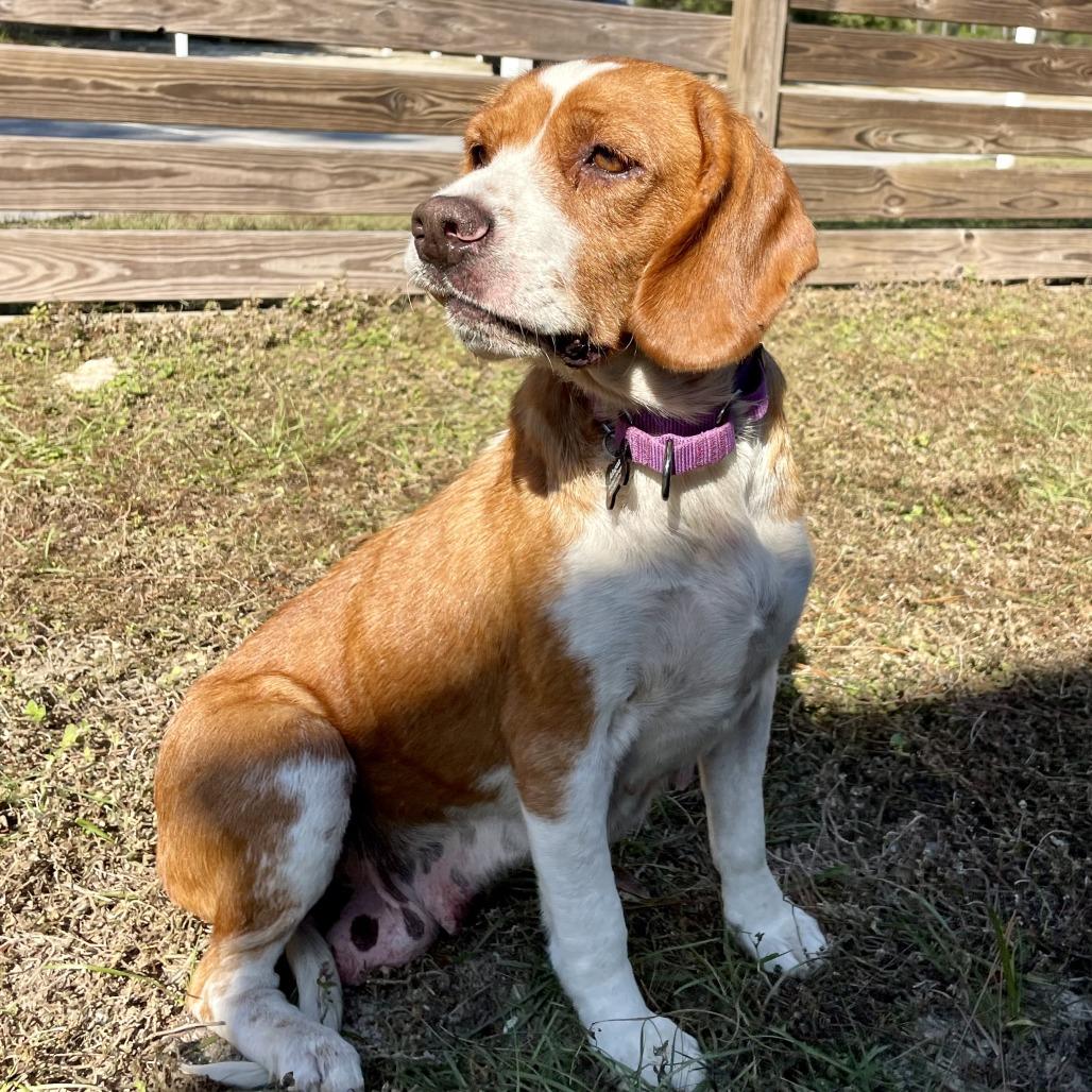Vixen, Adoptable, Adult Female Beagle.
