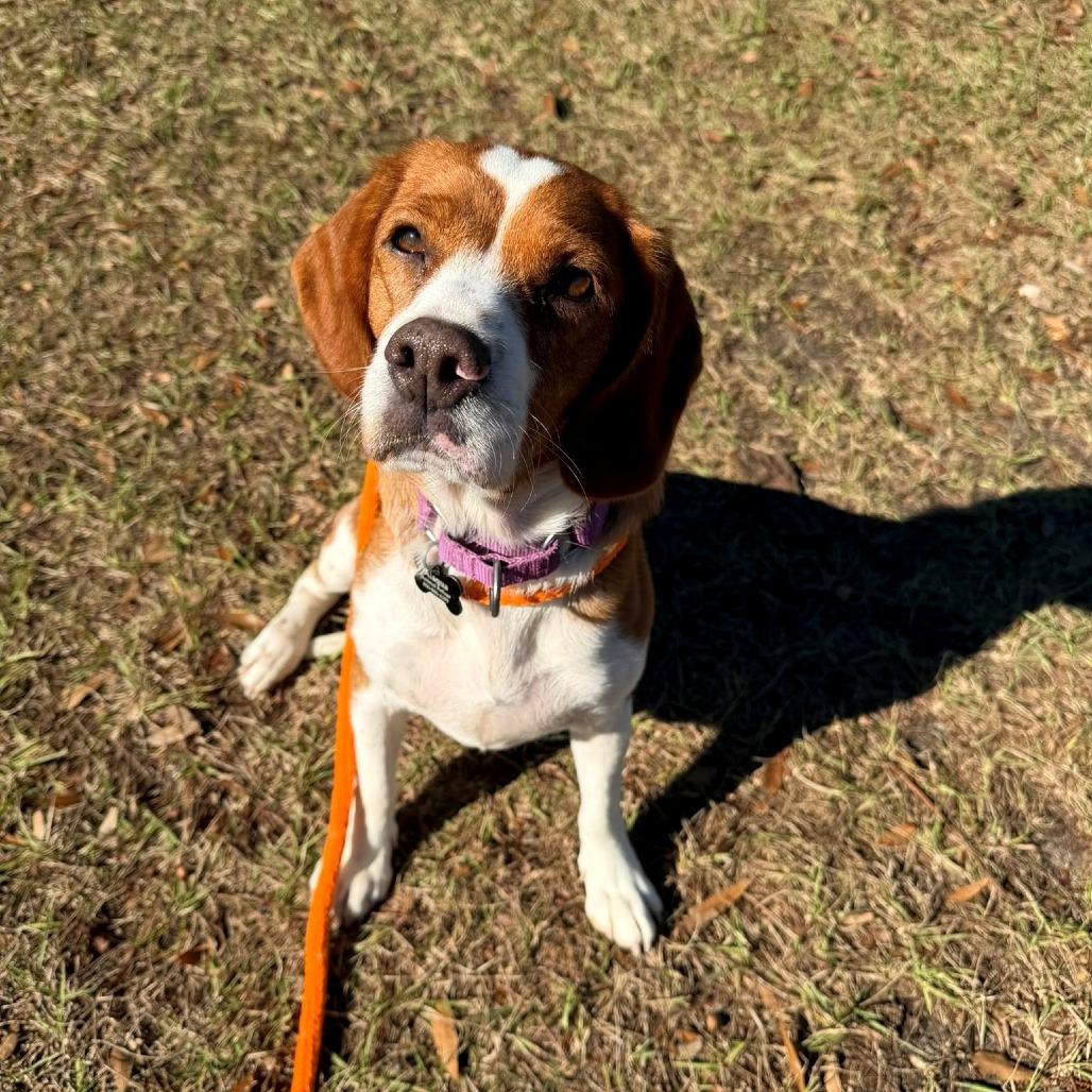 Vixen, a Adoptable Beagle in Freeport, FL image 2/5