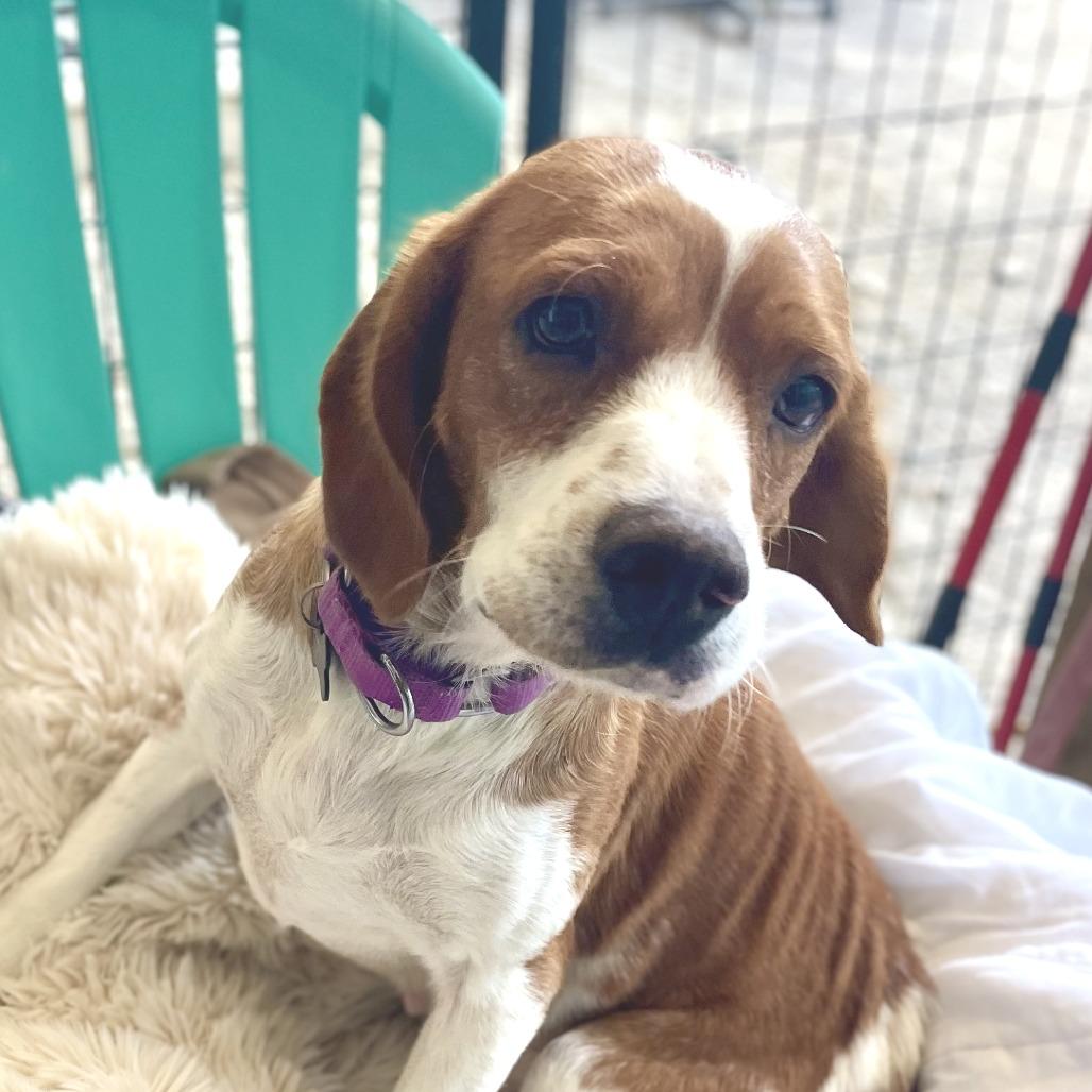 Vixen, a Adoptable Beagle in Freeport, FL image 3/5