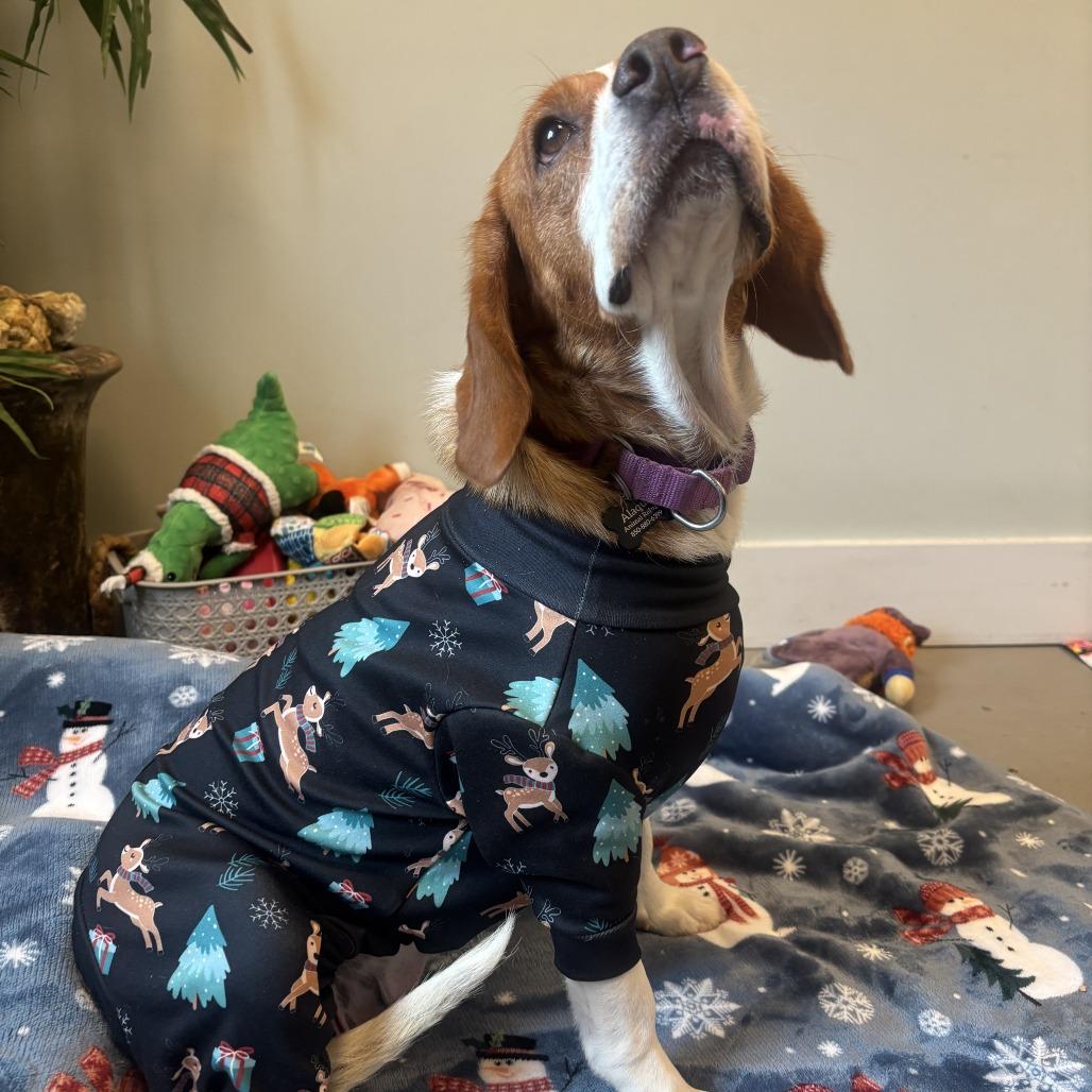 Vixen, a Adoptable Beagle in Freeport, FL image 4/5