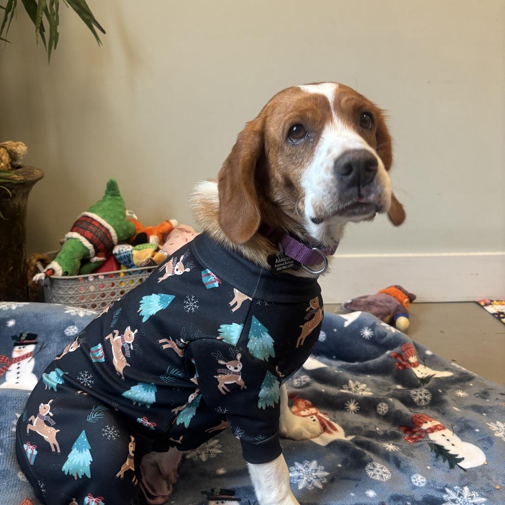 Vixen, a Adoptable Beagle in Freeport, FL image 5/5