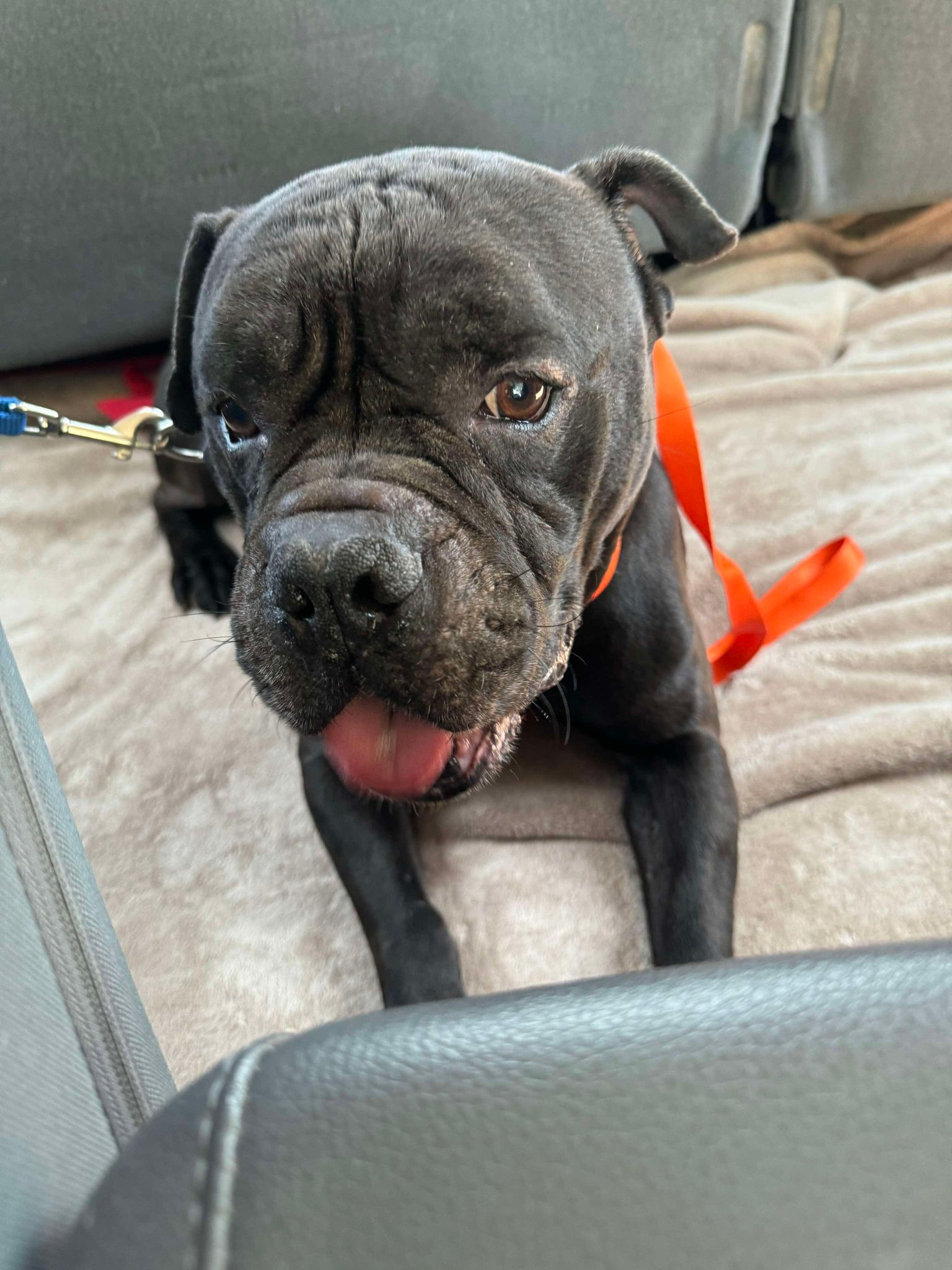 QUINCY, Adoptable, Young Male Boxer.