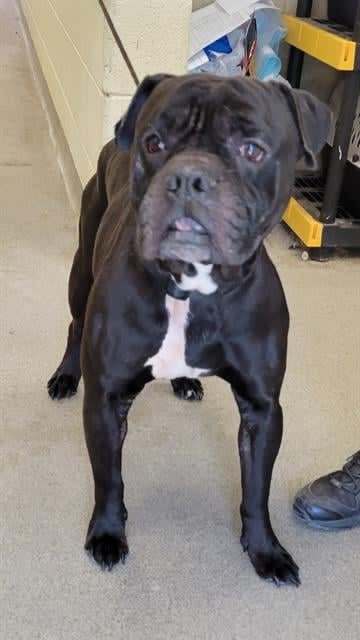 QUINCY, a Adoptable mixed breed in Kuna, ID image 2/4