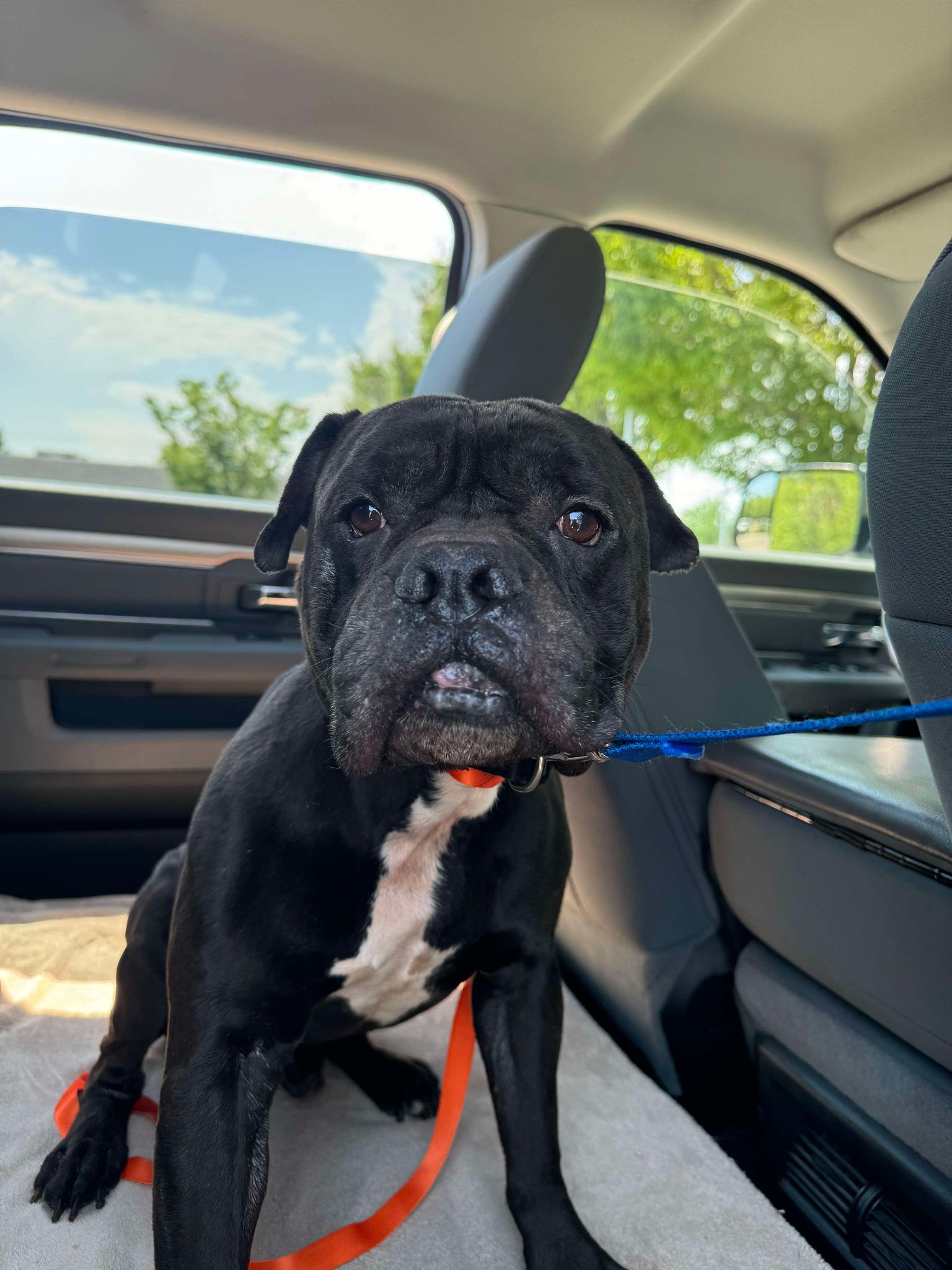 QUINCY, a Adoptable mixed breed in Kuna, ID image 3/4