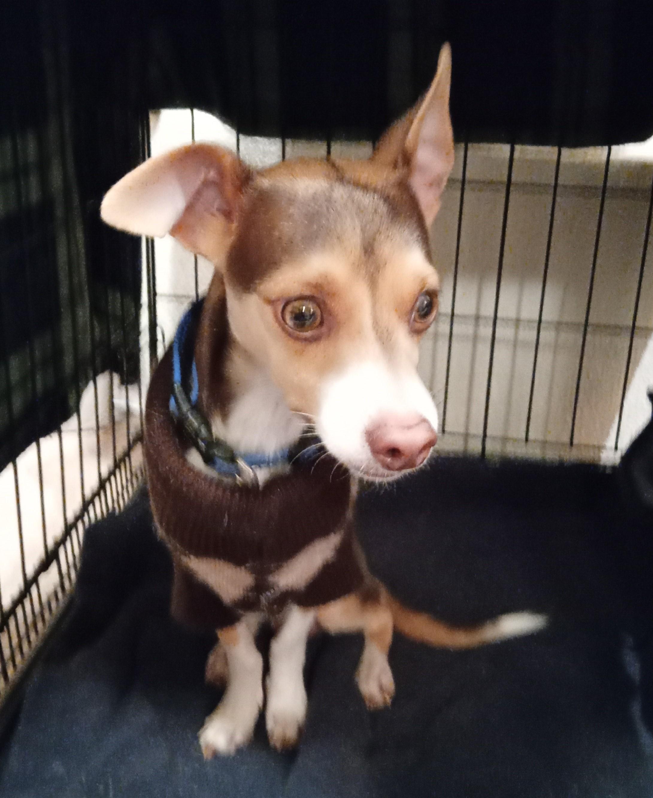 Enlarge Teddy Bear, a ADOPTABLE mixed breed in Albuquerque, NM image 1/1